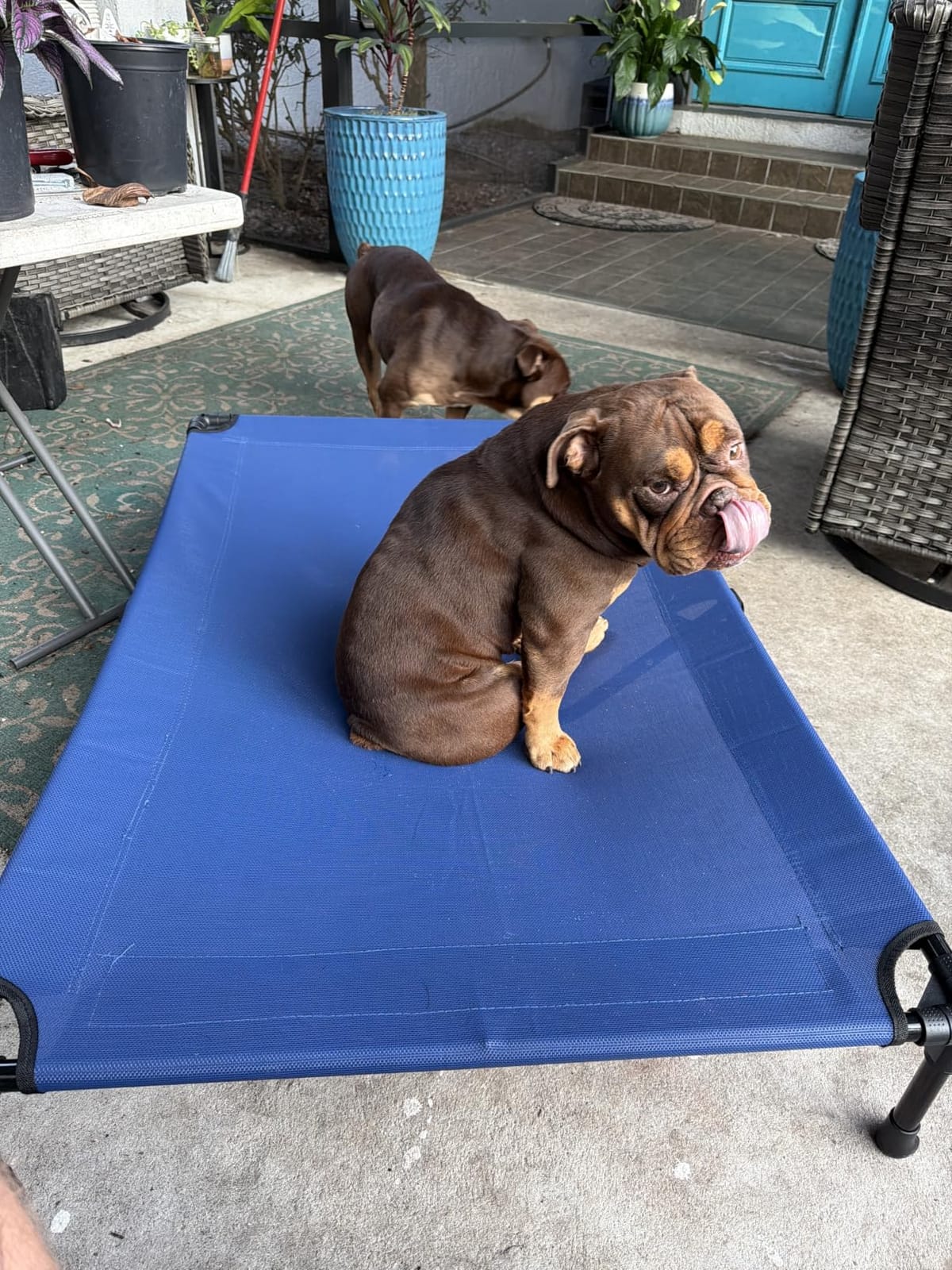 Veehoo Outdoor Elevated Dog Bed Large Sized Dogs, Cooling Raised Dog Cots customer photo 2