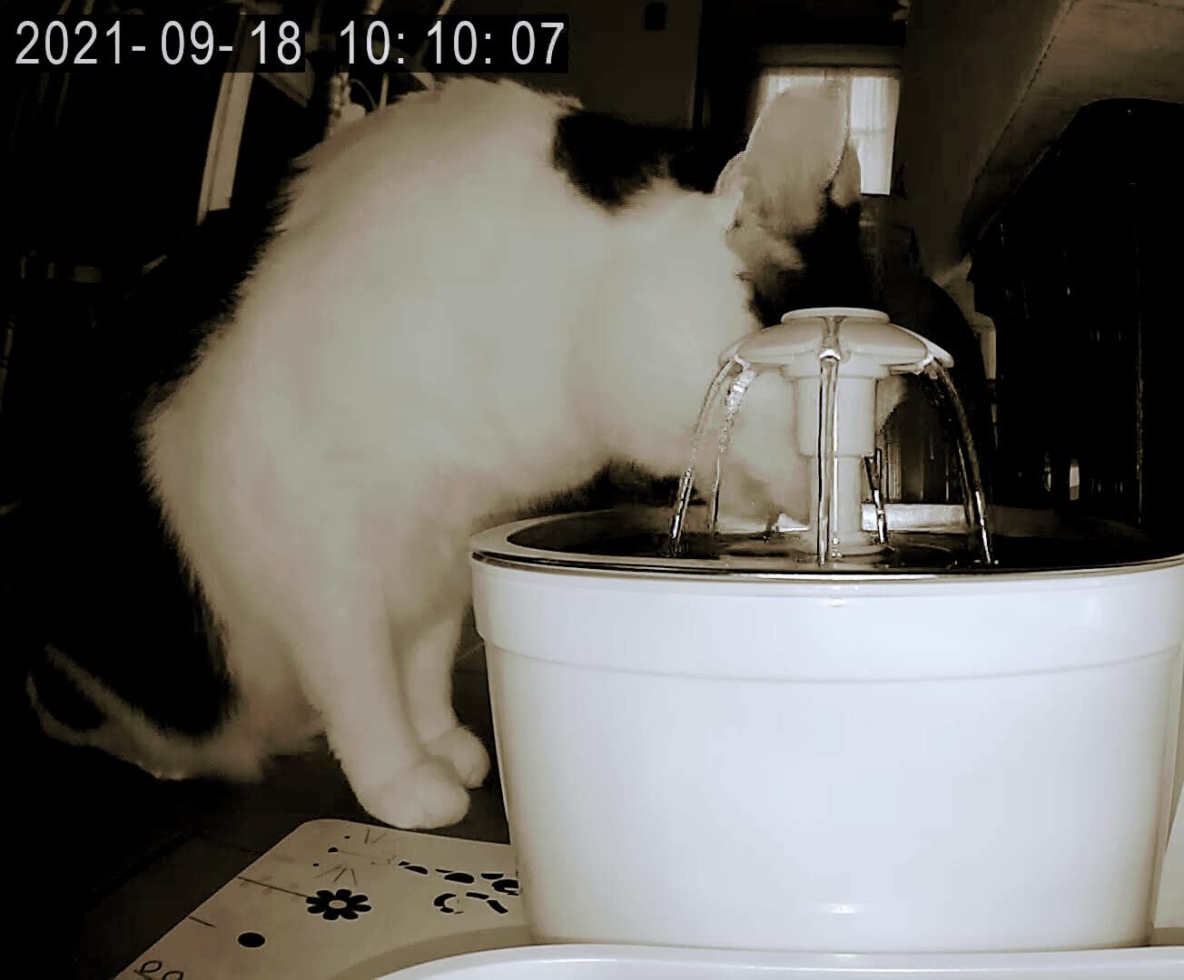 Wonder Creature Cat Water Fountain Stainless Steel Lid 81oz/2.4L-3 Filters customer photo 2