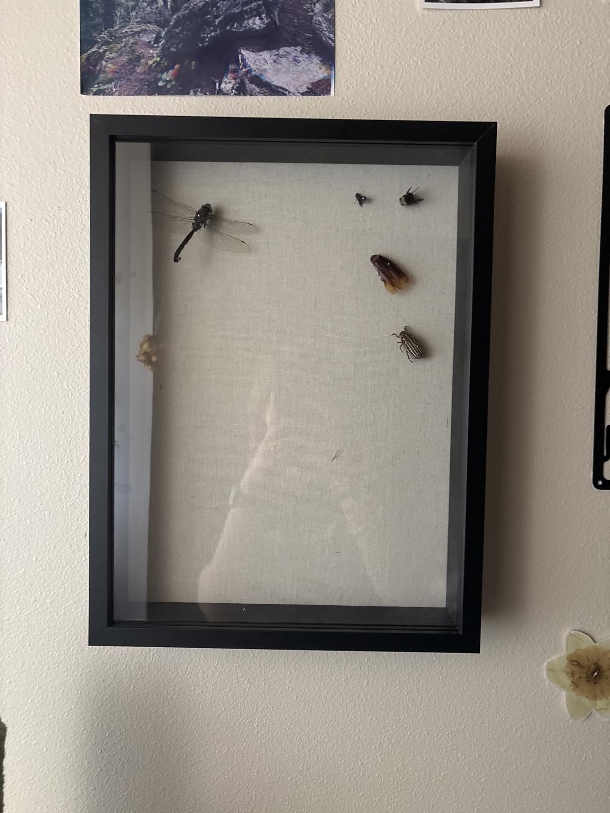 Califortree 8x10 Shadow Box Frame with Linen Back - Real Glass, Push Pins Included, Sturdy Rustic Memory Display Case, Fits 6.8x8.8 Inserts, Distressed White customer photo 1
