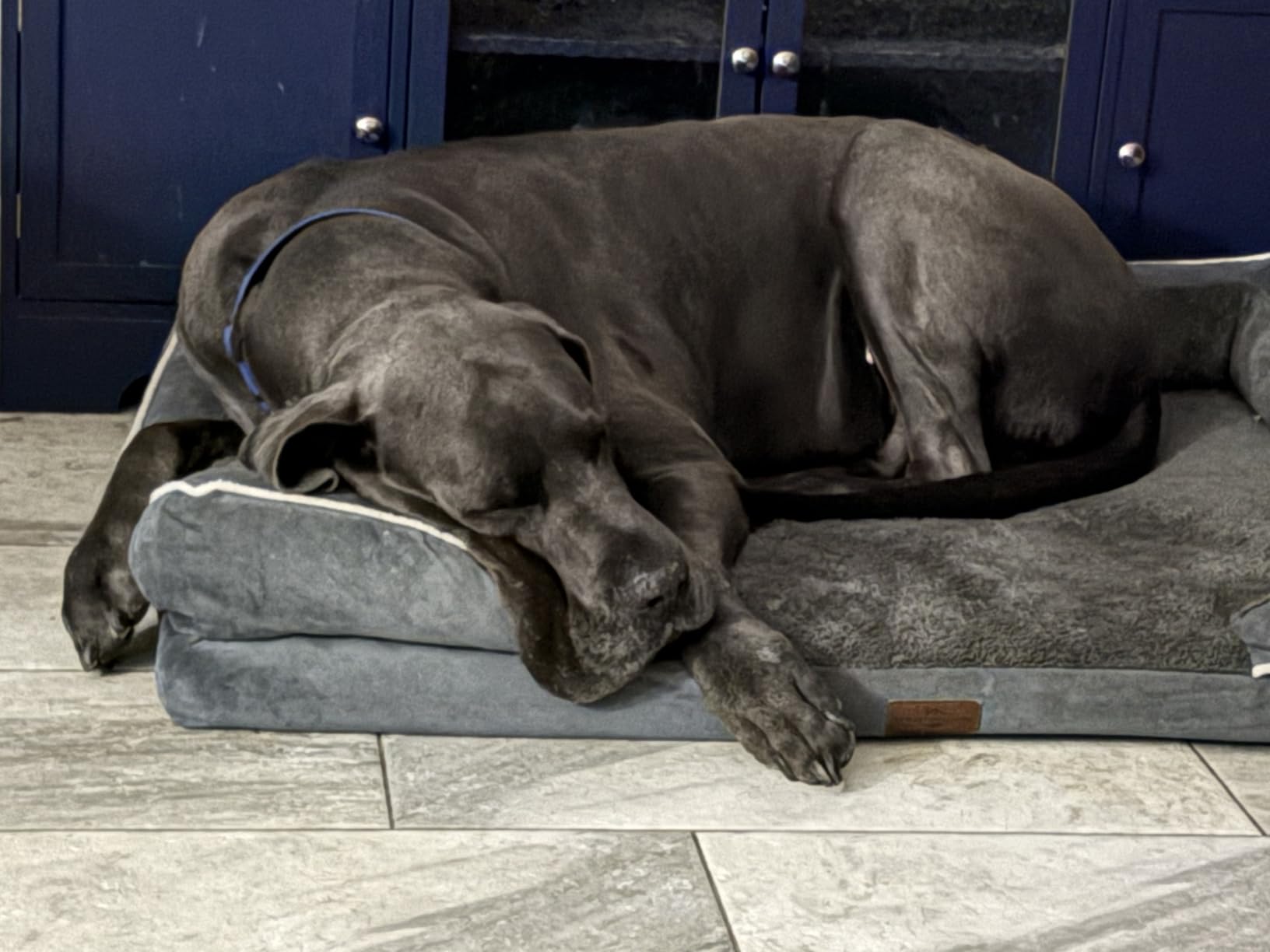 Comfort Expression Waterproof Orthopedic Dog Bed for Extra Large Dogs customer photo 1