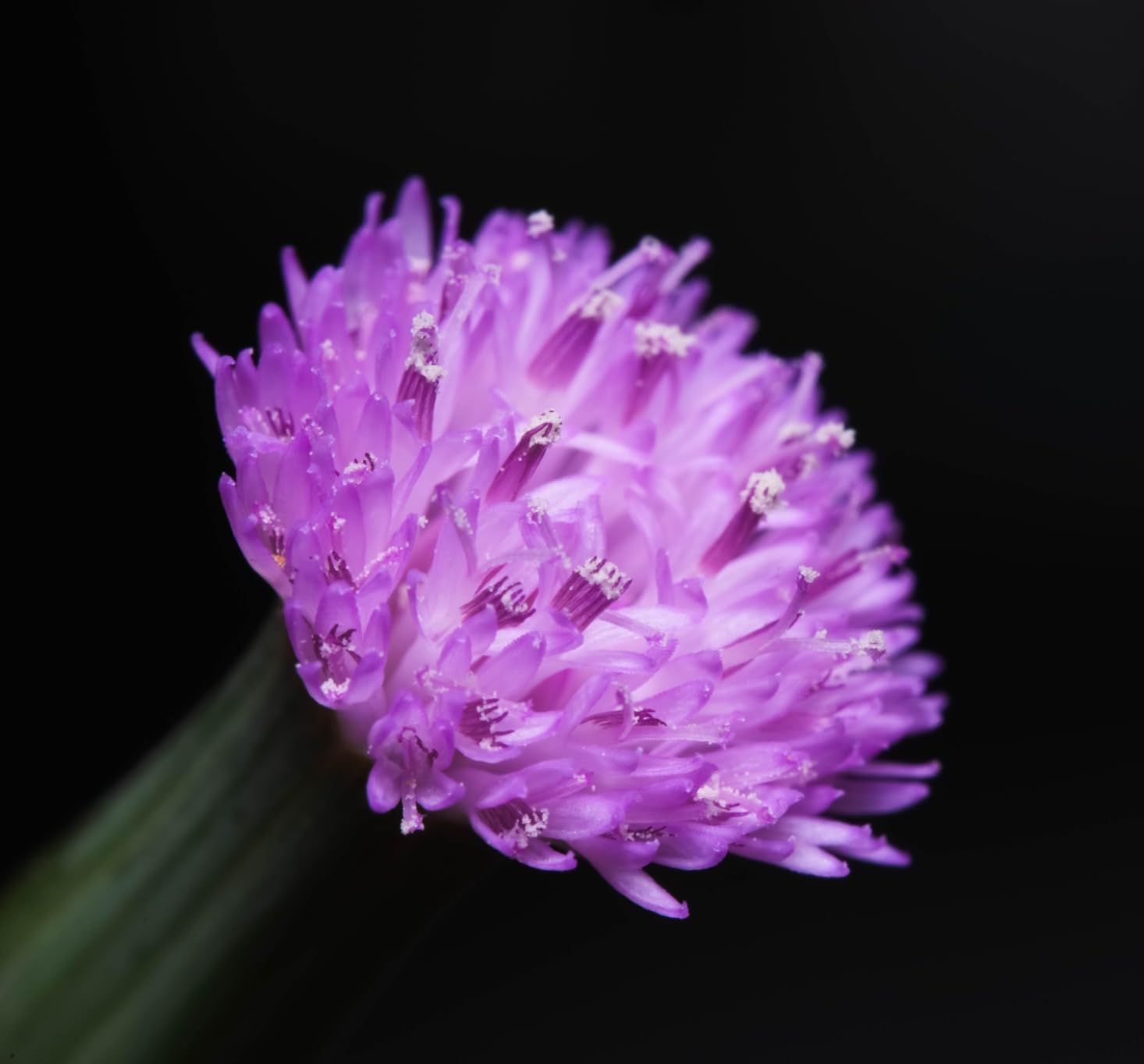 Venus Optics Laowa 90mm f/2.8 2X Ultra Macro APO Lens for Sony E Mount Mirrorless Cameras customer photo 1