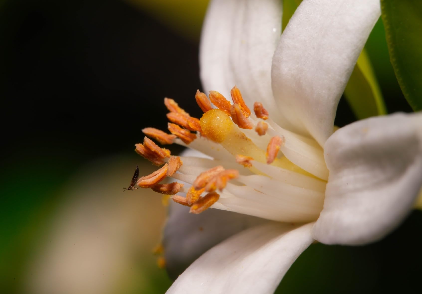 Venus Optics Laowa 90mm f/2.8 2X Ultra Macro APO Lens for Sony E Mount Mirrorless Cameras customer photo 2