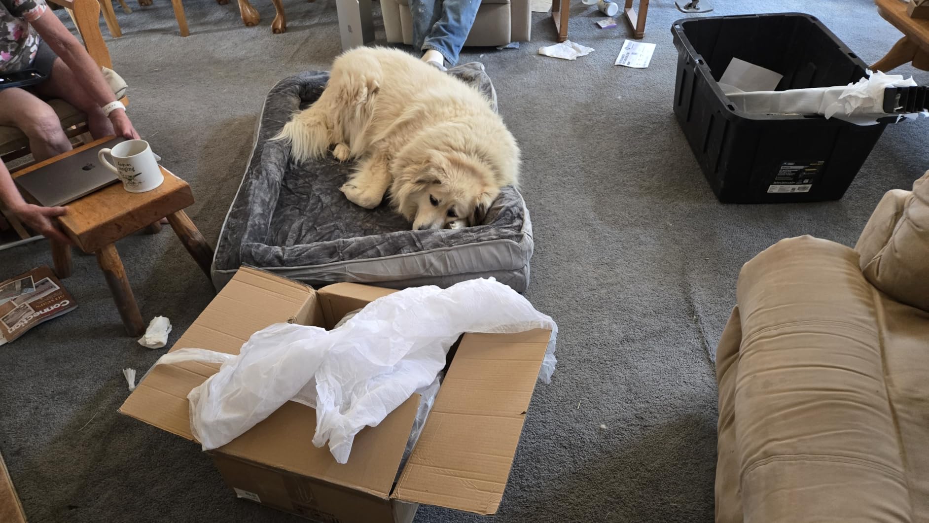 Bedsure Orthopedic Dog Beds Large Sized Dog with Removable Washable Cover customer photo 1