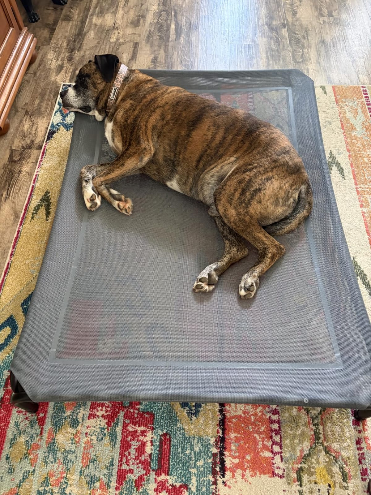Czpalo Outdoor Elevated Dog Bed for Large Sized Dogs, No-Tool Assembly. customer photo 1
