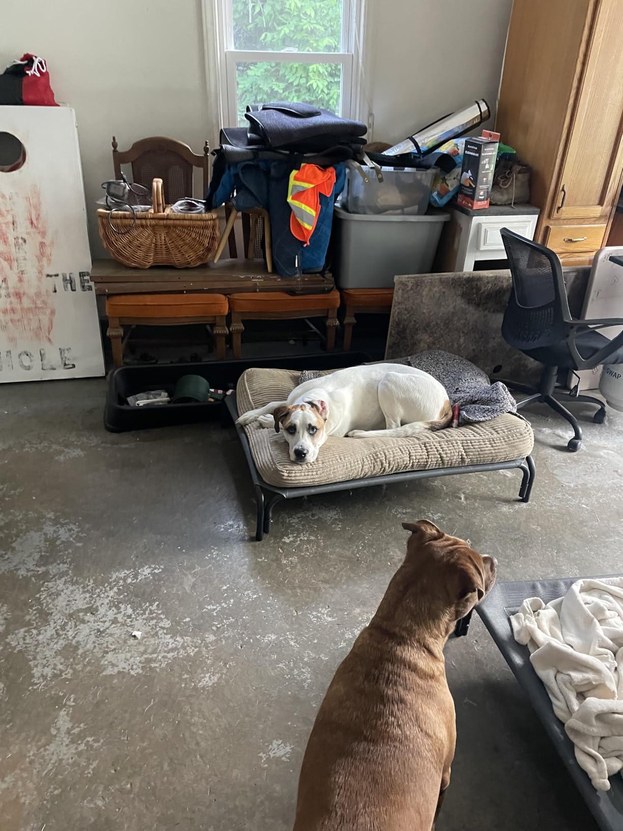 Czpalo Outdoor Elevated Dog Bed for Large Sized Dogs, No-Tool Assembly. customer photo 2