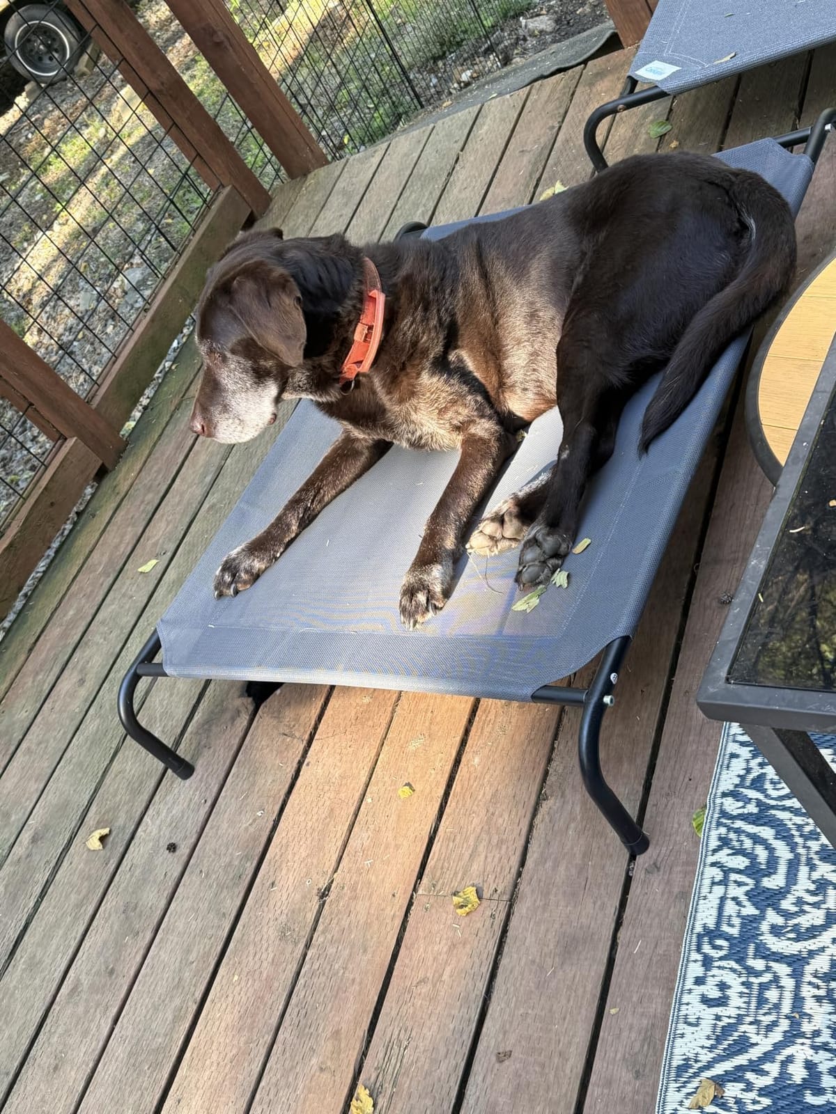 Love's cabin Elevated Cooling Dog Bed for Large Dogs, Portable Indoor & Outdoor Raised Pet Dog Cat Cot, Durable Summer Frame with Breathable Mesh, Grey, 48 inches customer photo 2