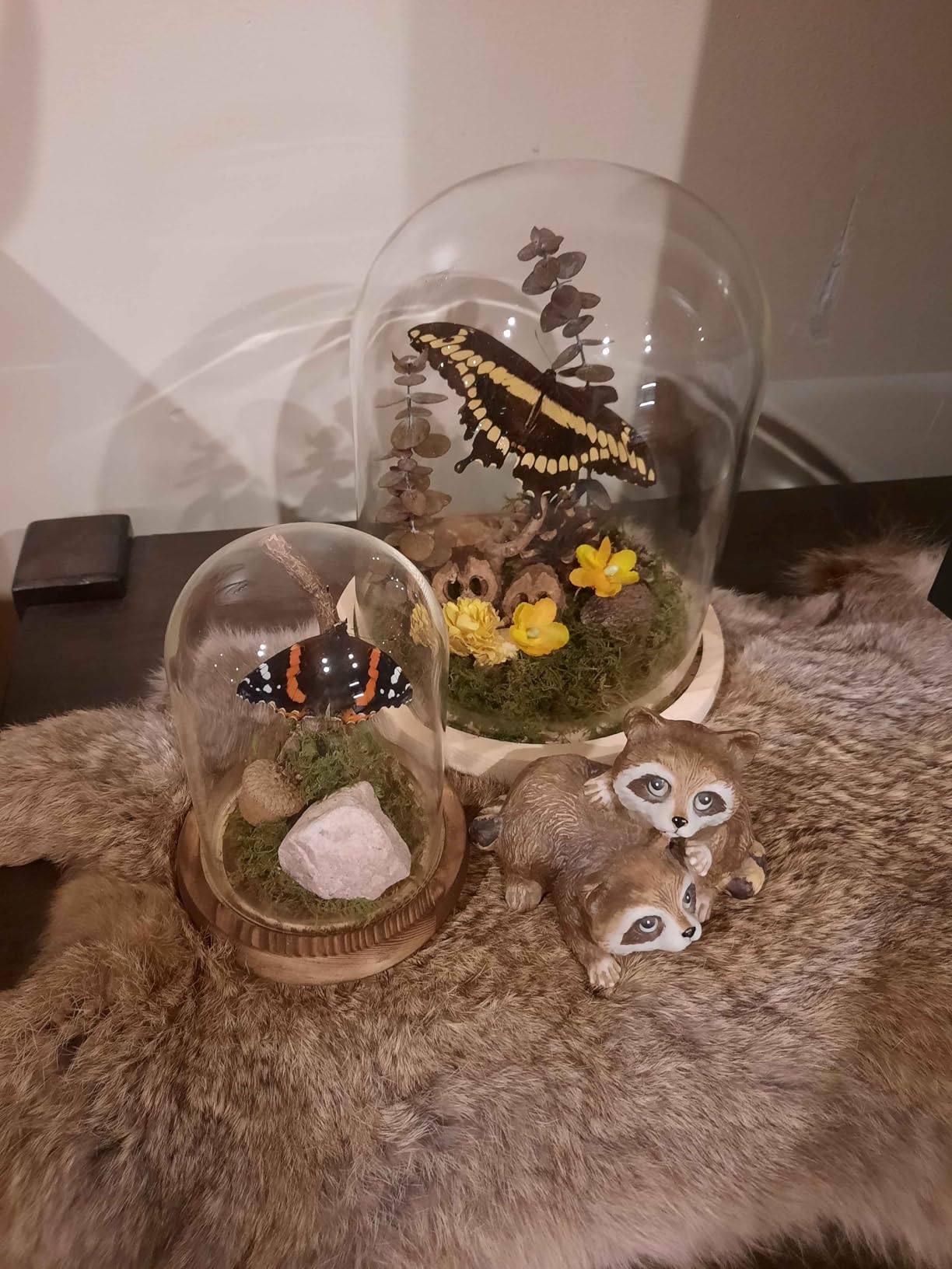 2 Pack Glass Cloche Domes with Wooden Bases, Glass Display Bell Jars | Two practical sizes, crystal-clear glass, dust protection, secure wood bases, perfect for collectibles & DIY displays customer photo 2