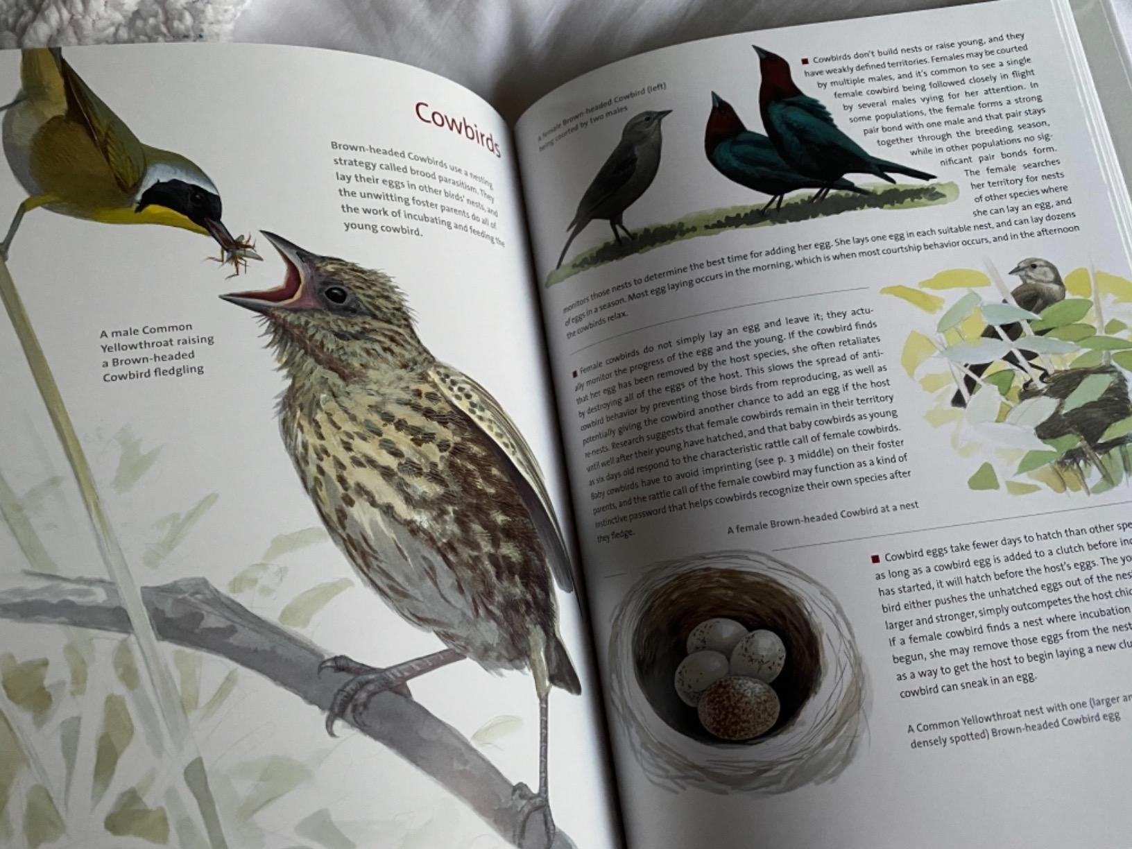 What It's Like to Be a Bird: From Flying to Nesting, Eating to Singing--What Birds Are Doing, and Why (Sibley Guides) customer photo 1