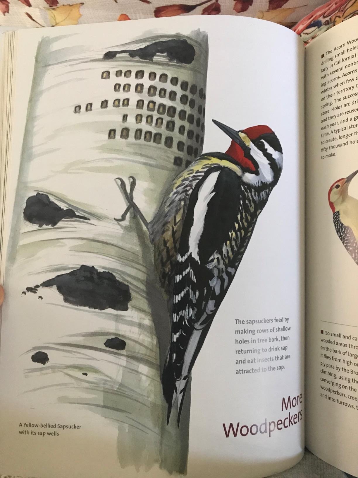 What It's Like to Be a Bird: From Flying to Nesting, Eating to Singing--What Birds Are Doing, and Why (Sibley Guides) customer photo 2