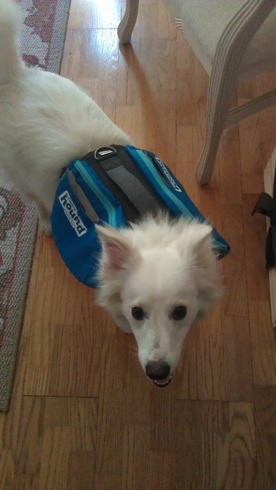 Outward Hound DayPak Blue Dog Saddleback Backpack, Large customer photo 1