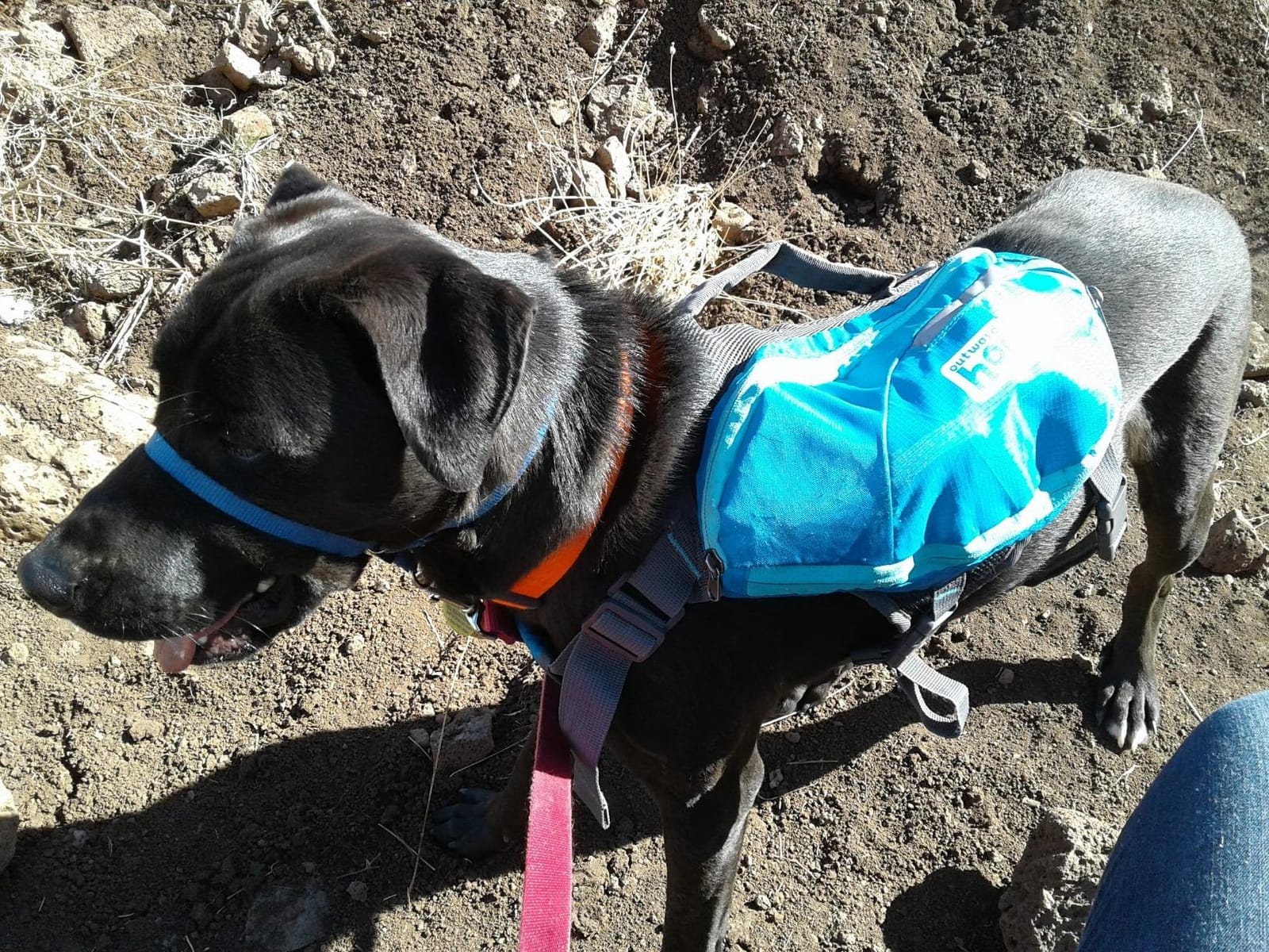 Outward Hound DayPak Blue Dog Saddleback Backpack, Large customer photo 2