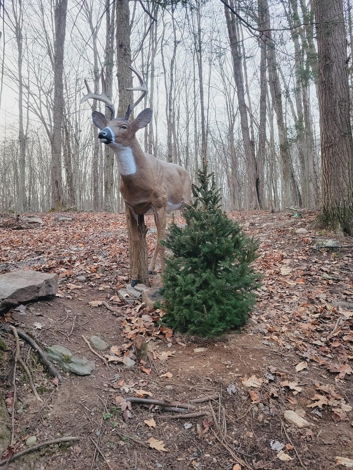 Flambeau Outdoors Boss Buck Deer Decoy Masters Series, Removable Legs, HDPE | Mature buck decoy in anatomically correct posture and true-to-life size. Legs stow in the body cavity for transport customer photo 1