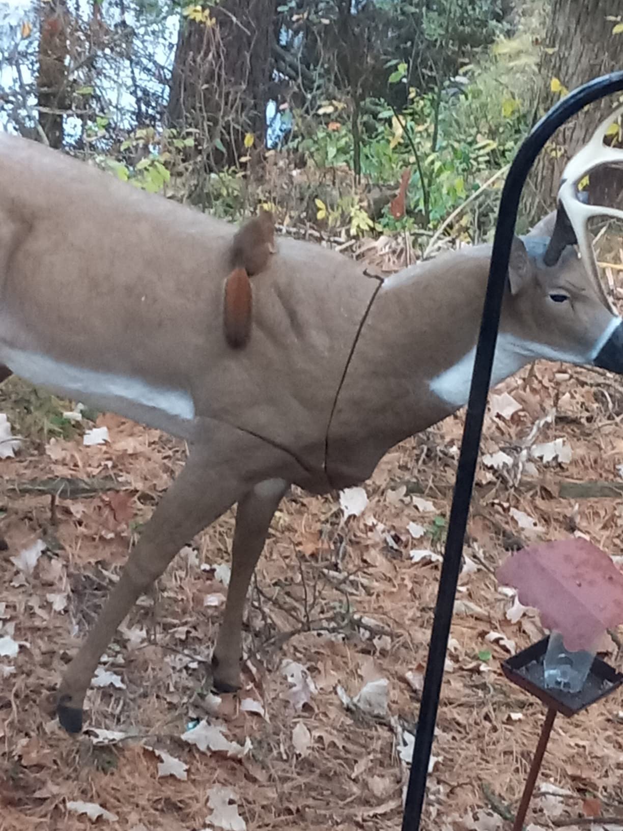 Flambeau Outdoors Boss Buck Deer Decoy Masters Series, Removable Legs, HDPE | Mature buck decoy in anatomically correct posture and true-to-life size. Legs stow in the body cavity for transport customer photo 2