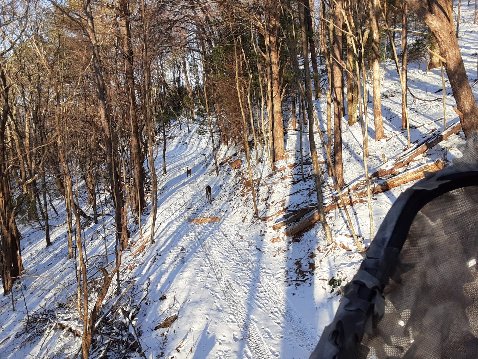 MONTANA DECOY 23 Dreamy Doe Whitetail Decoy, Brown customer photo 2