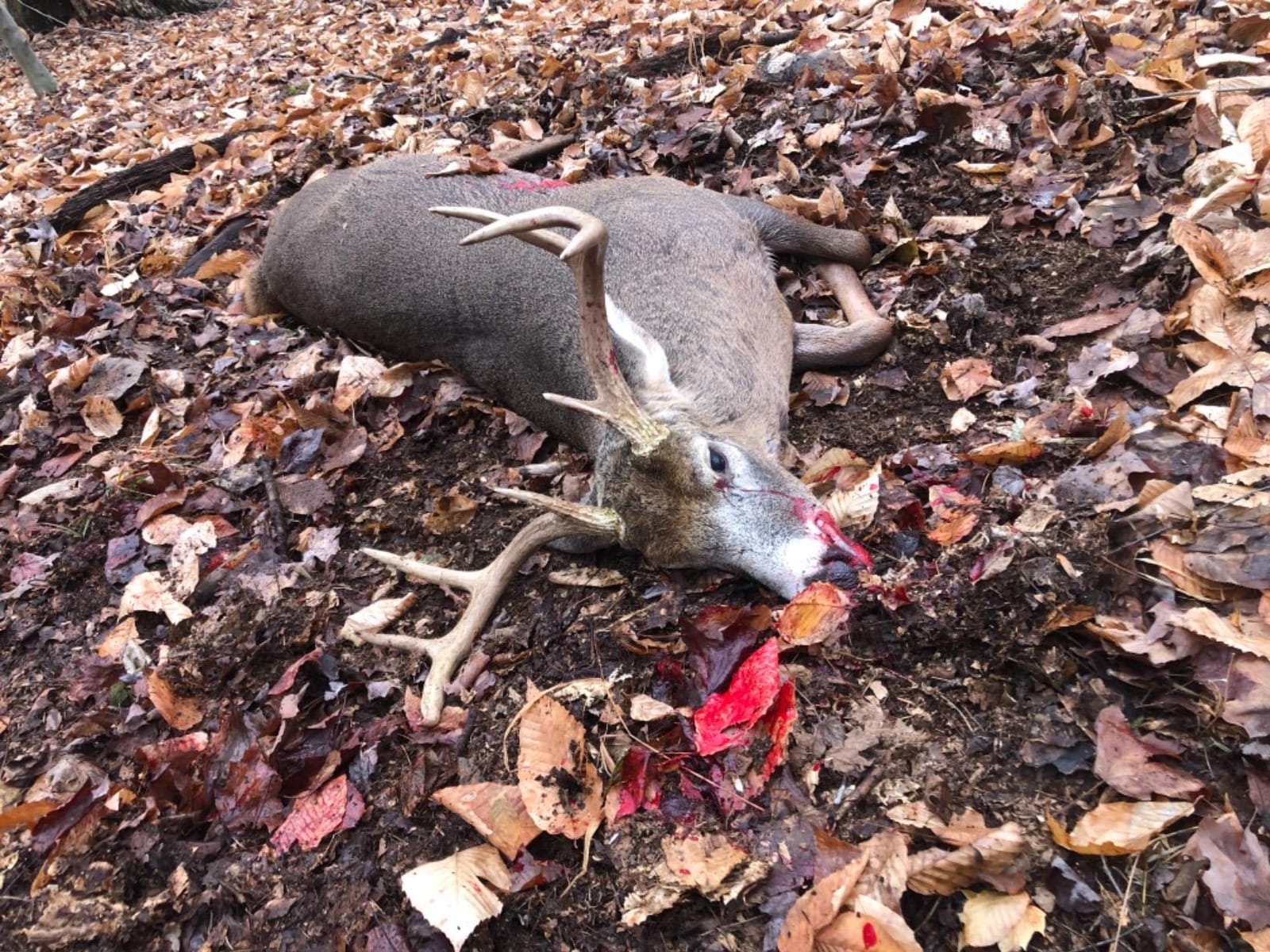 Montana Decoy Dream Team Buck and Doe customer photo 1