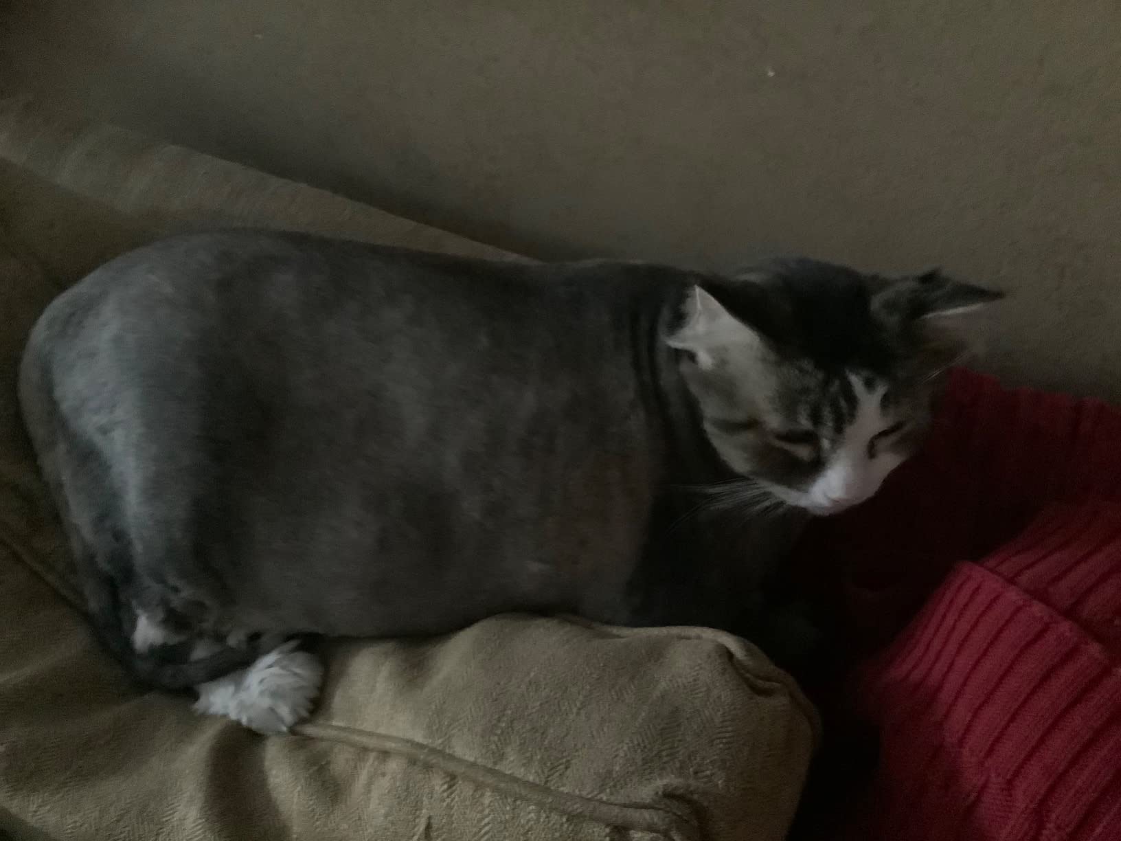 Wahl Professional Animal Arco Cordless Clipper Kit, 8786-452, Champagne customer photo 2