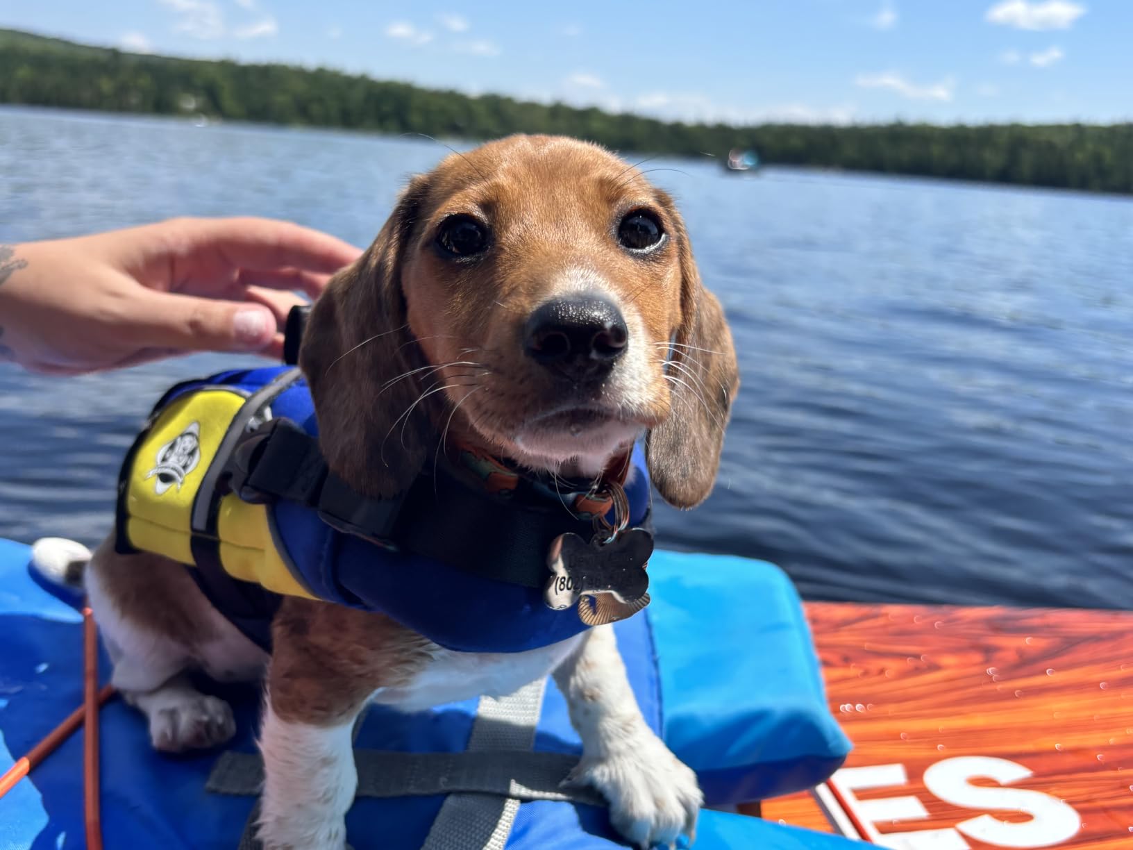 Dog Life Jacket - Swimming Vest for Dogs, Adjustable, Reflective, Comfortable, Multiple Colors, Patterns, XX-Small to Extra Large Dog Swim Vest with Handle (Red, Large) customer photo 2