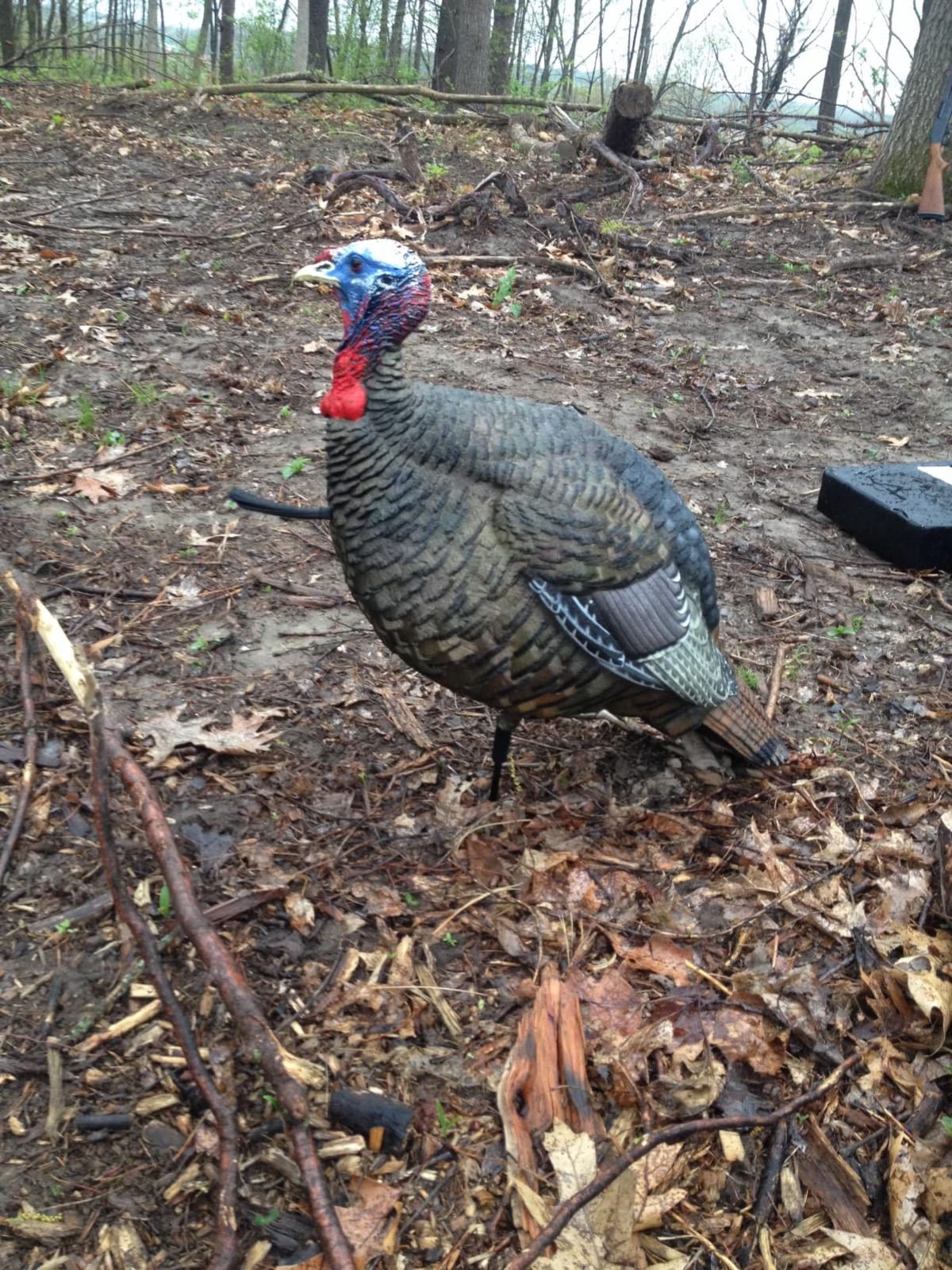 Avian X LCD Quarter Strut Jake Turkey Decoy customer photo 2