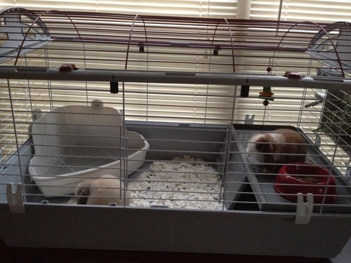 Living World - Deluxe Hybrid Habitat, X-Large customer photo 2