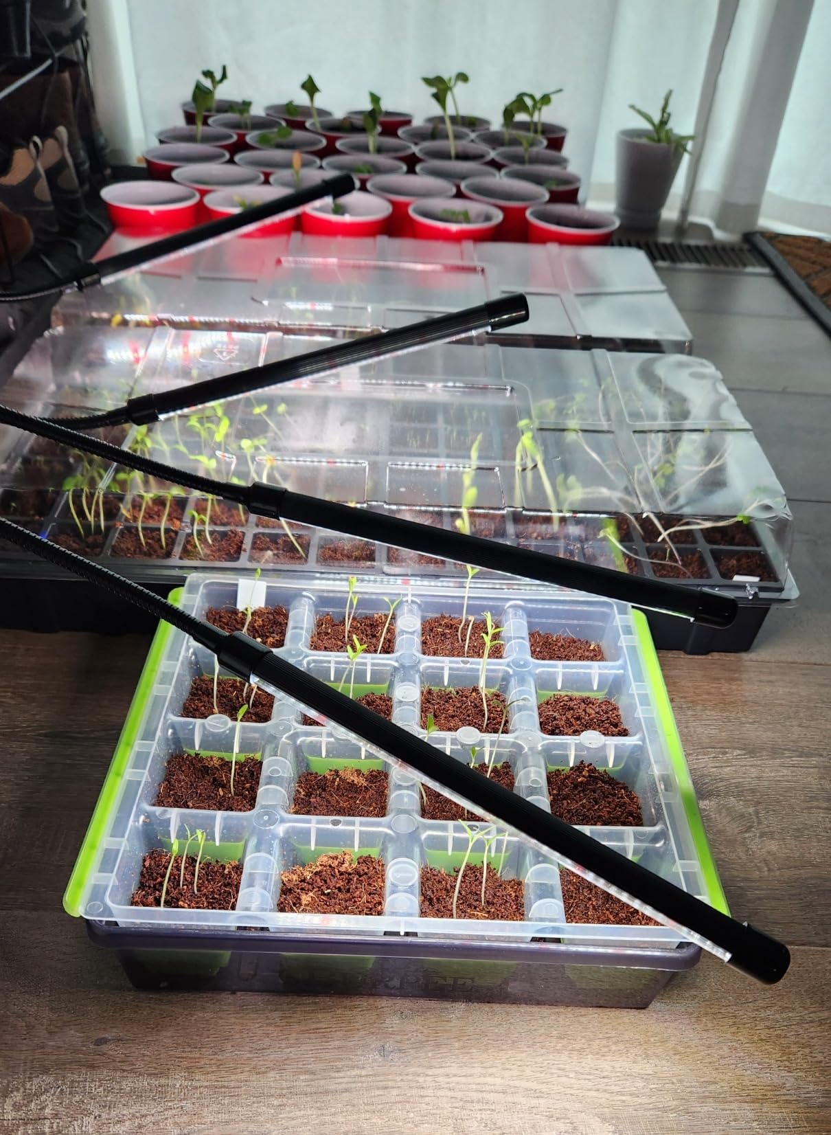 Burpee 72 Cell Seed Starting Kit with Greenhouse Dome and Coir Pellets customer photo 2