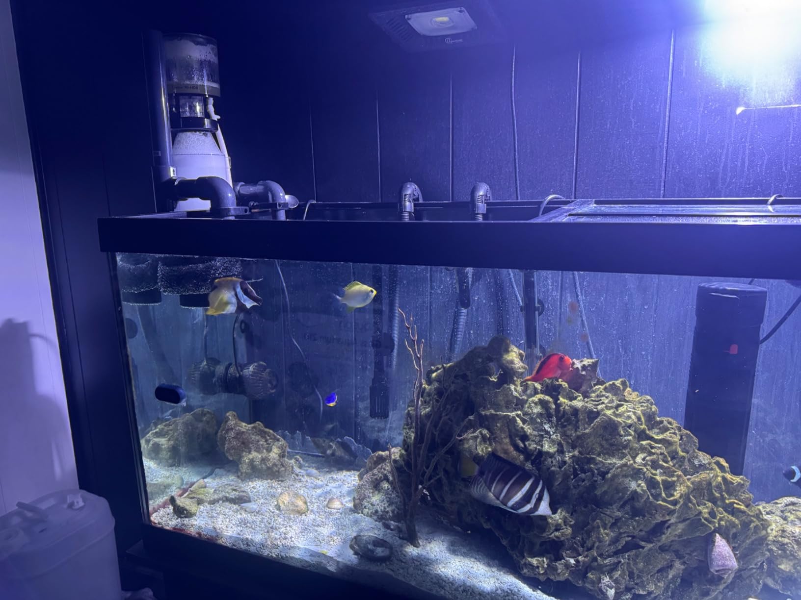 Reef Octopus BH90 Hang on Protein Skimmer customer photo 1