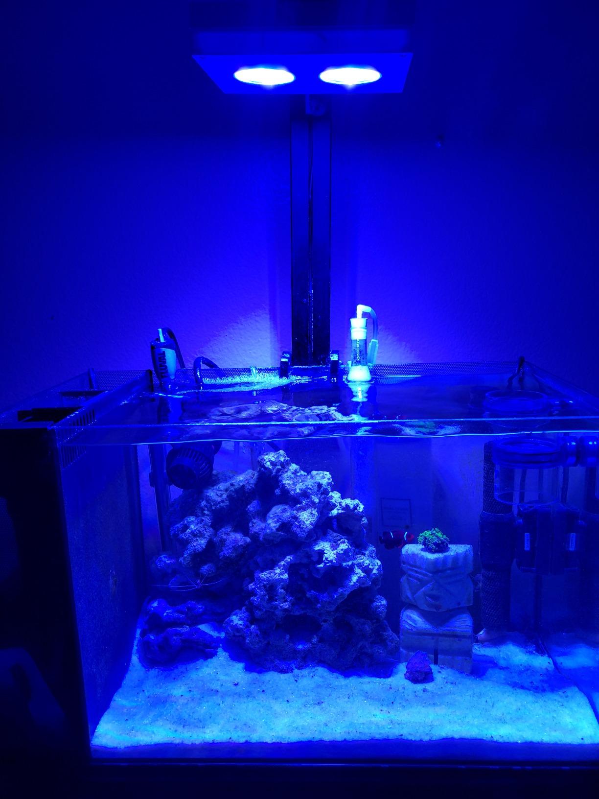 mame skimmer 3 protein skimmer customer photo 1