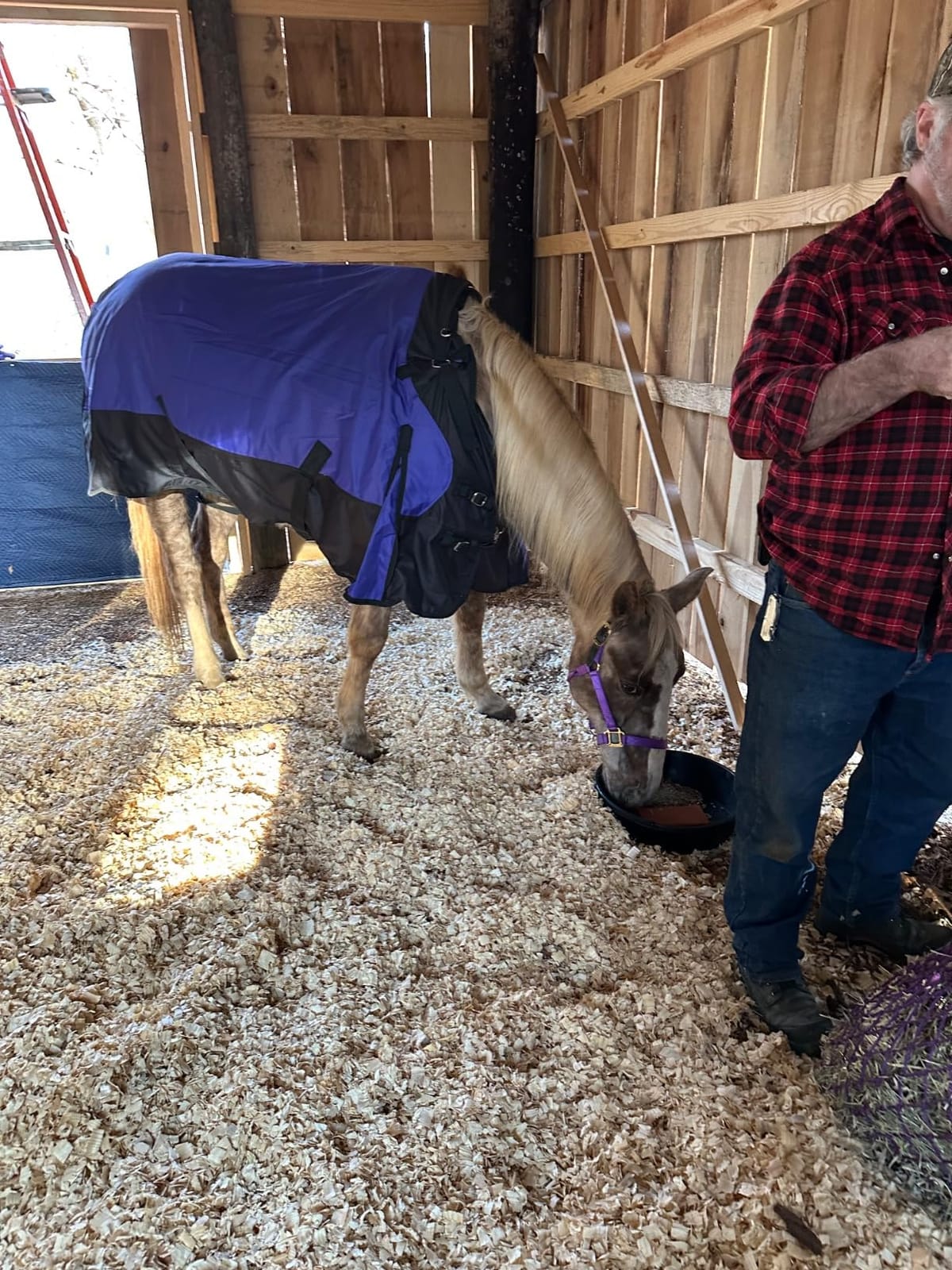 TOUGH1 1200D Turnout Blanket with SNUGGIT, 300-G, Burgundy, 78-in customer photo 2
