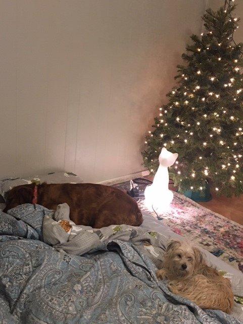 Sunbeam Heated Mattress Pad | Quilted Polyester, 10 Heat Settings , White , King - MSU3GKS-P000-12A00 customer photo 2