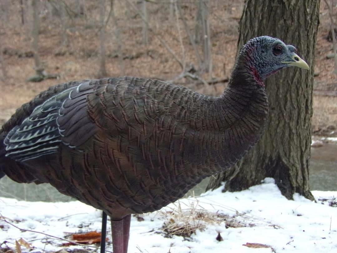 Avian X LCD Breeder Hen Turkey Decoy customer photo 2