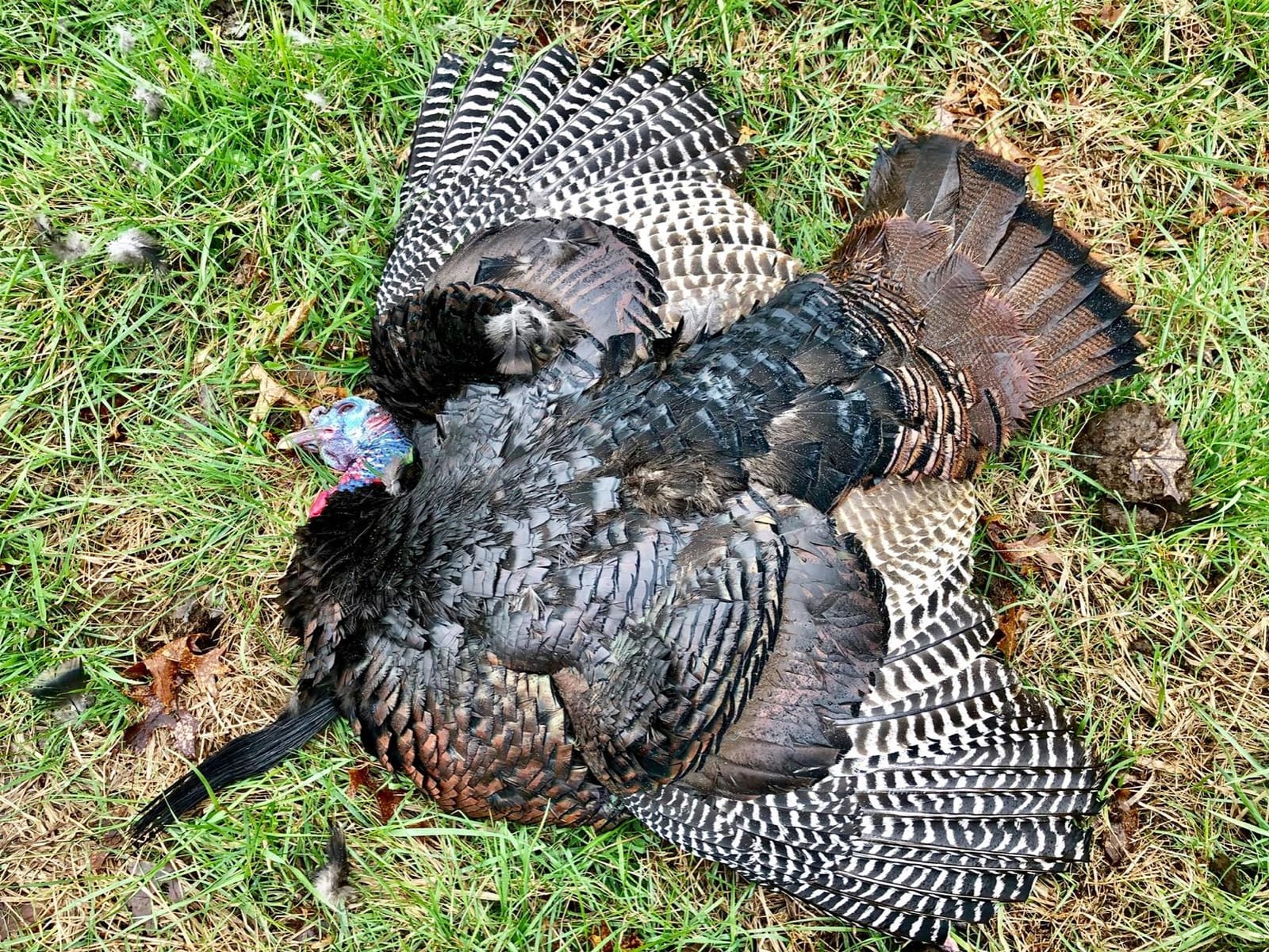 AVIAN-X LCD Feeder Hen Turkey Decoy | Durable Realistic Lifelike Collapsible Standing Hunting Decoy with Carry Bag & Stake, AVX8007 customer photo 1