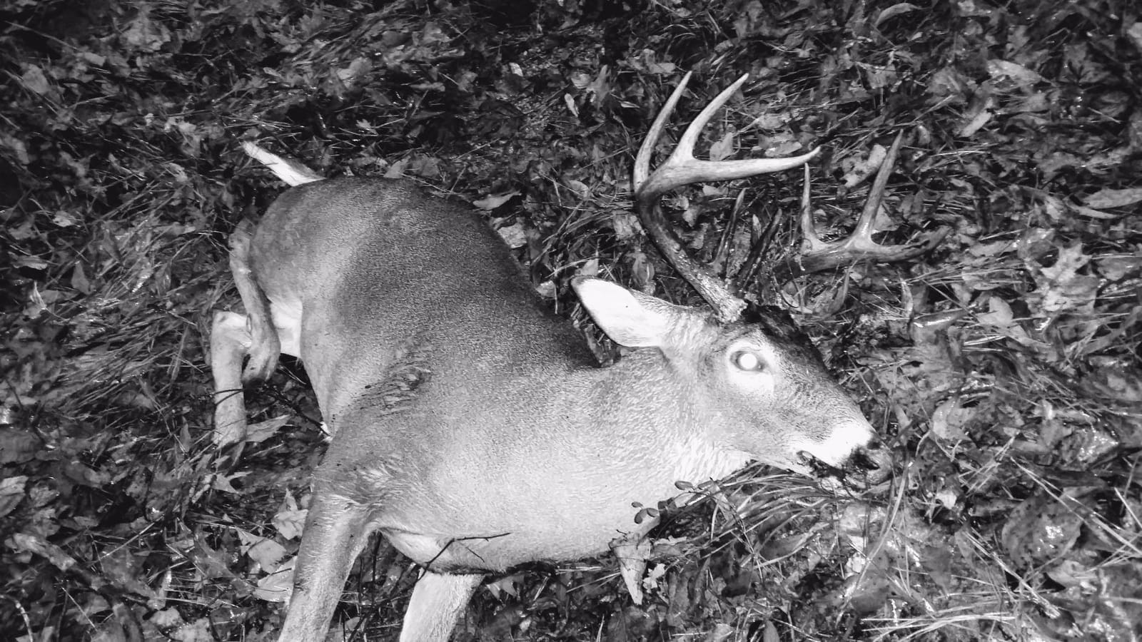 The Freshman (Whitetail Buck) by Montana Decoy customer photo 1