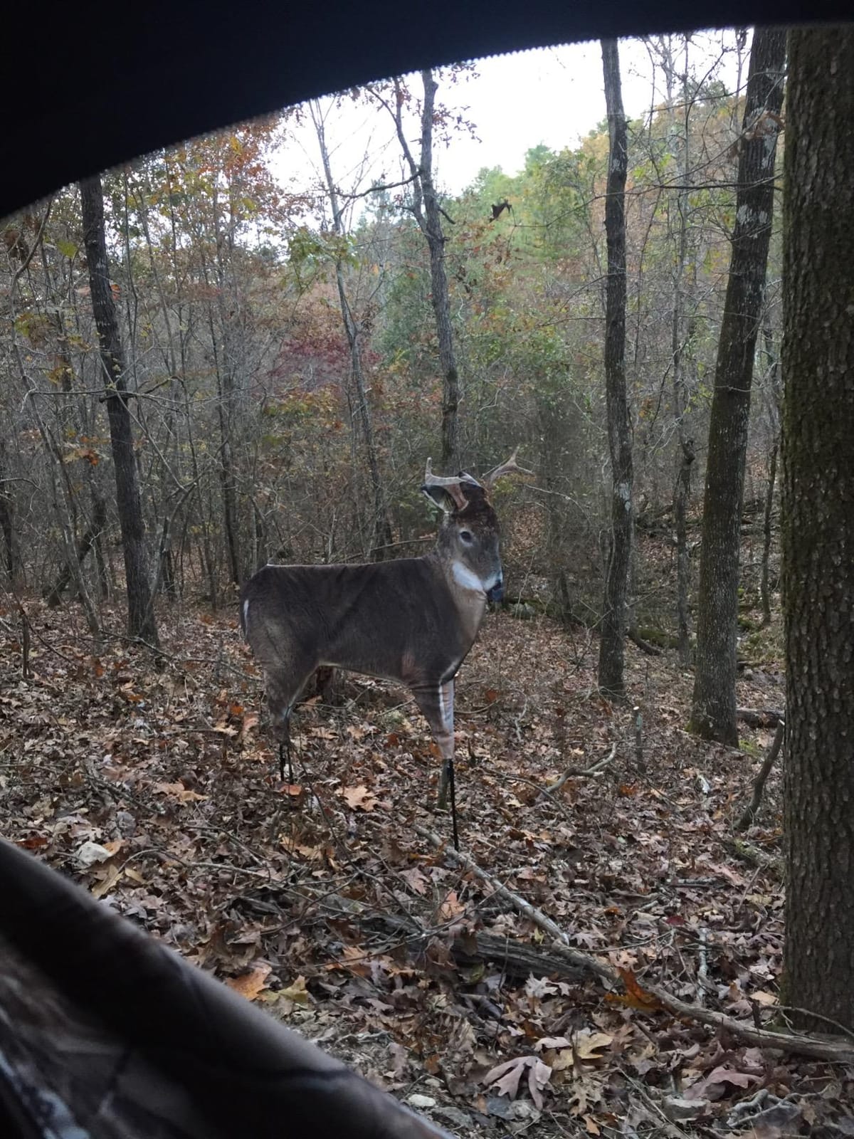 The Freshman (Whitetail Buck) by Montana Decoy customer photo 2