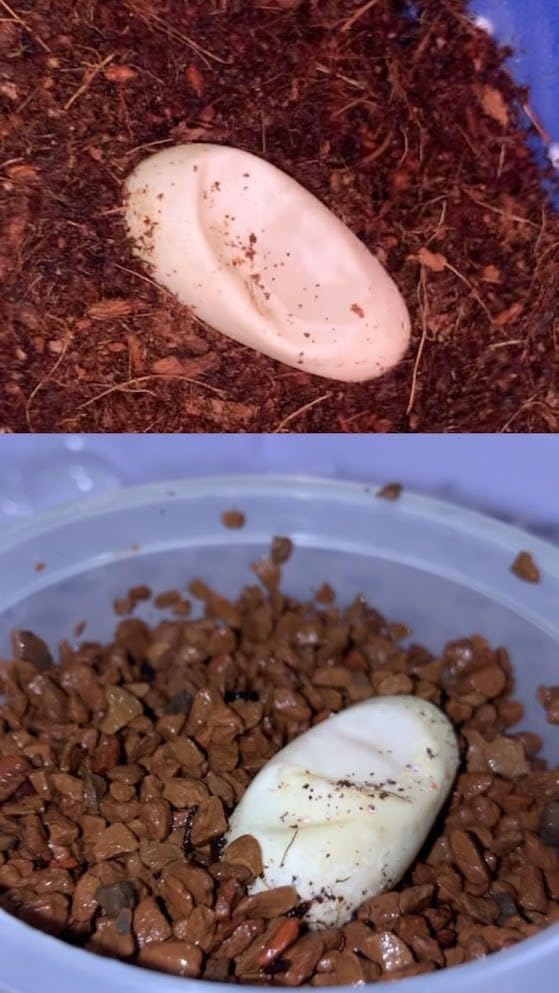 Pangea Hatch Premium Reptile Egg Incubation Substrate, 2 lb customer photo 1