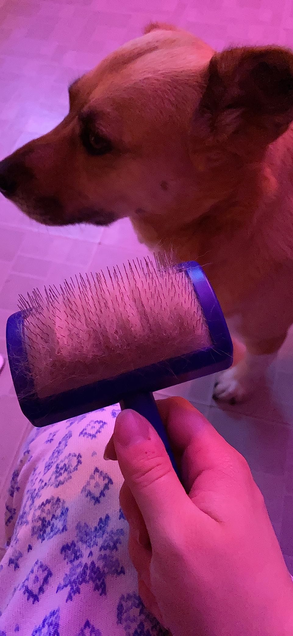 Show Tech Tuffer Than Tangles Slicker Brush for Dog Grooming with Long, Soft Pins, Medium Size, Perfect for Doodle Breeds, Angled Pins for Dematting, Remove Undercoat, Comfort Grip Handle customer photo 2