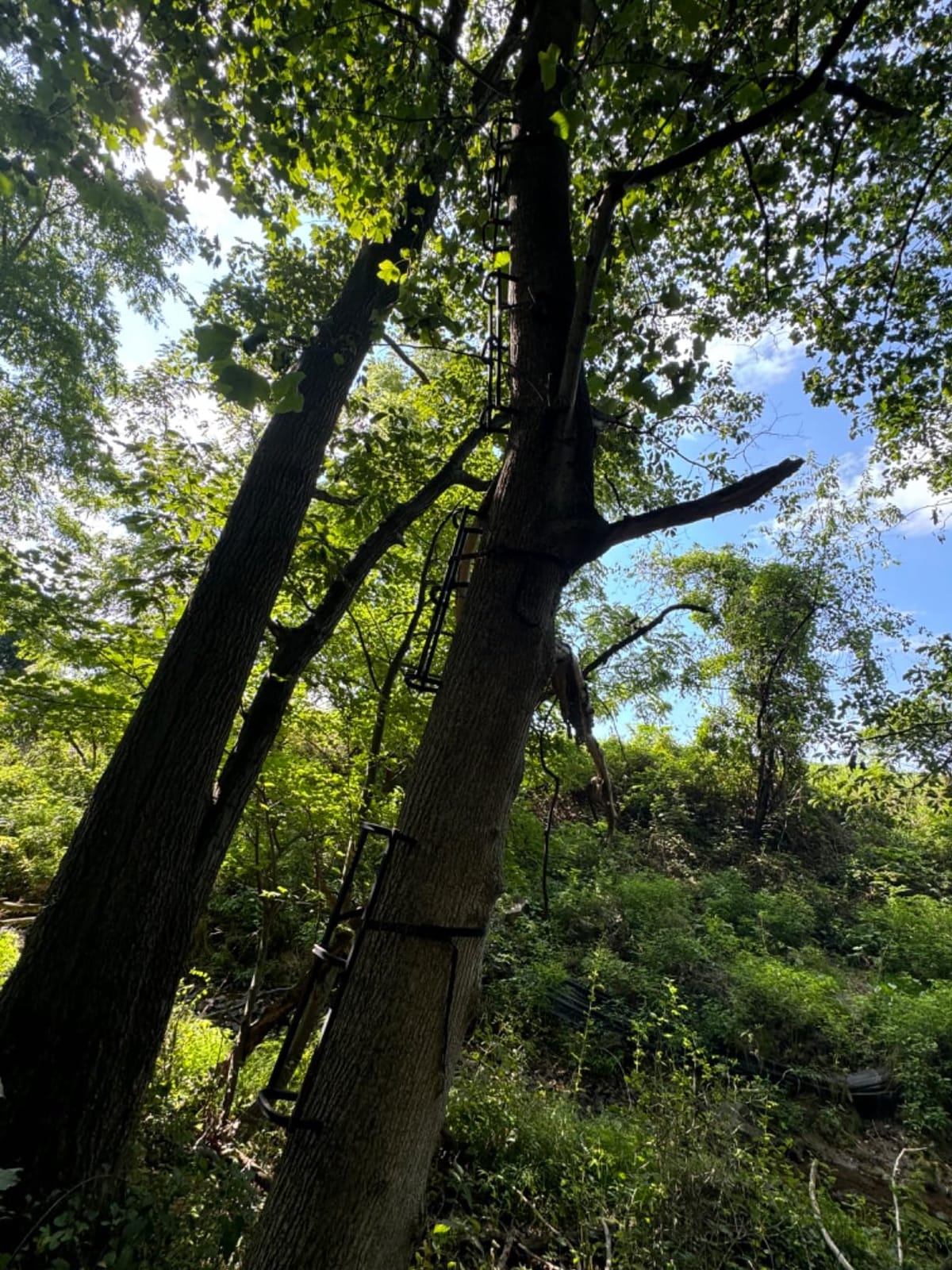 Muddy | The Stagger-Steps Tree Stand Climbing Stick 31