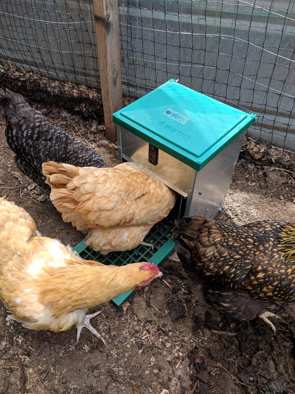 Olba B.V. Feedomatic Automatic Poultry Feeder, 12 kg customer photo 2