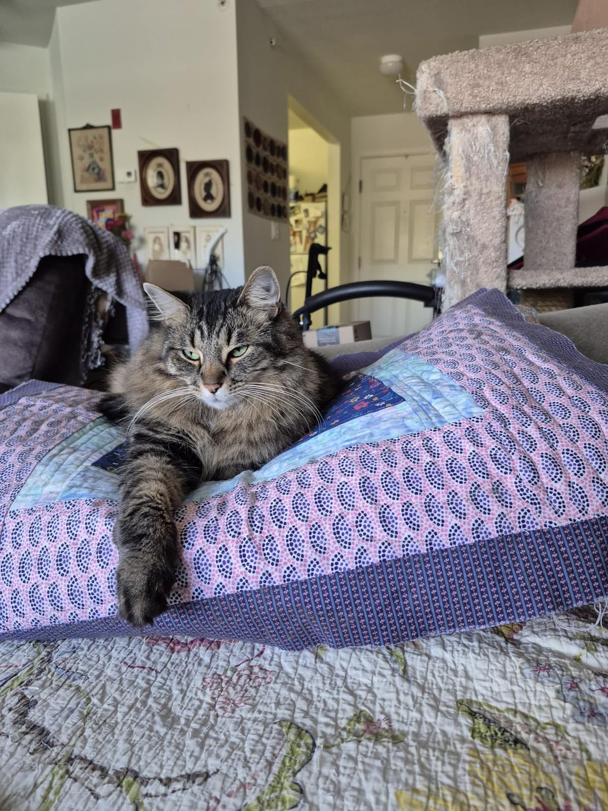 Pawkin Cat Litter Mat, Patented Design with Litter Lock Mesh, Extra Large, Durable, Easy to Clean, Soft, Fits Under Litter Box, Litter Free Floors, Gray customer photo 2