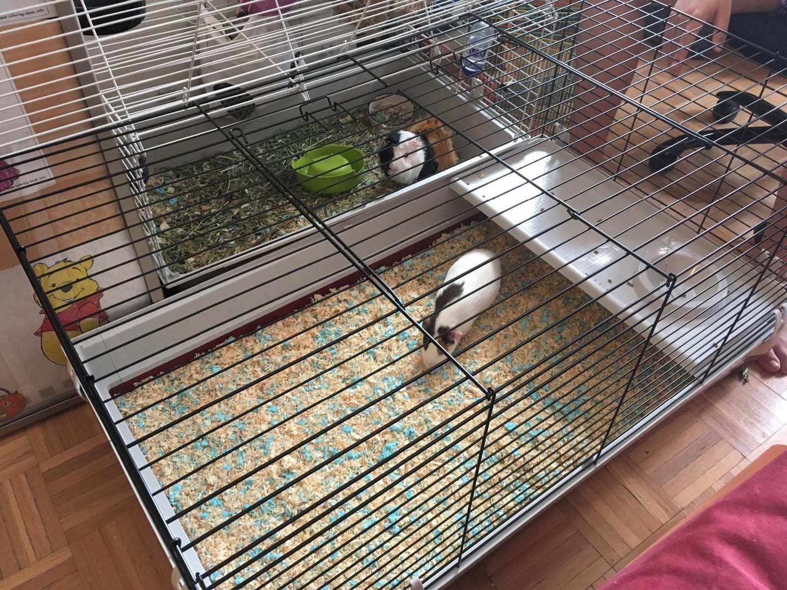 MidWest Homes for Pets 158 Wabbitat Deluxe Rabbit Home, Rabbit Cage, 39.5 L x 23.75 W x 19.75 H Inch, Maroon/White customer photo 1