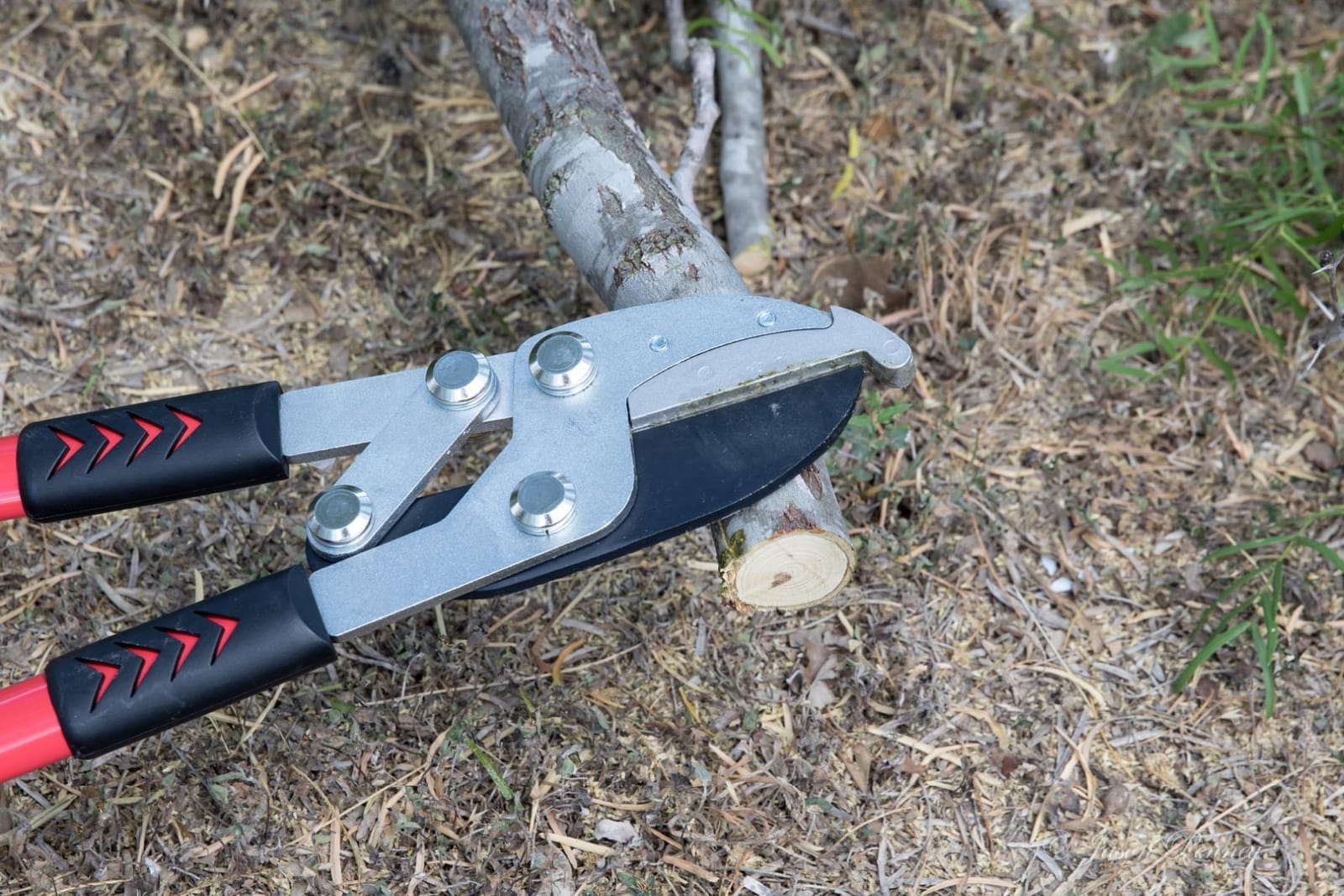 TABOR TOOLS GG12A Anvil Lopper with Compound Action, 30 Inch Tree Trimmer & Branch Cutter, Heavy Duty Tree Pruner with 2 Inch Cut Capacity, Chops Thick Dry Branches with Ease customer photo 1