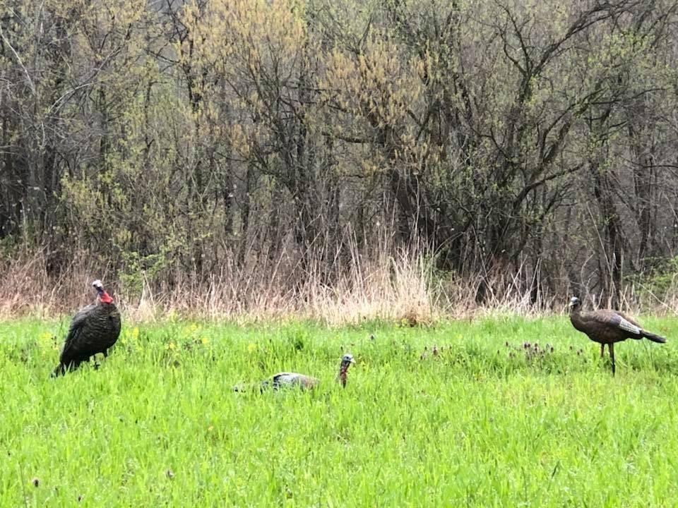 Avian-X LCD Laydown Hen Turkey Decoy | Durable Realistic Lifelike Collapsible Standing Hunting Decoy with Carry Bag & Stake, AVX8011 customer photo 2