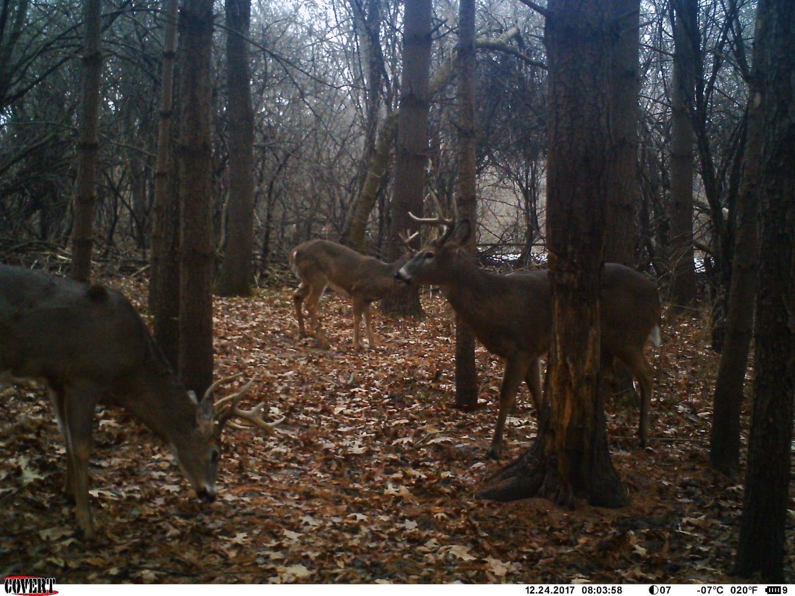Illusion Systems Extinguisher Deer Call and Black Rack Rattling System - Patented Modislide and Bone-Core Technology - NAHC Approved - Deer Hunting Accessories and Equipment customer photo 2