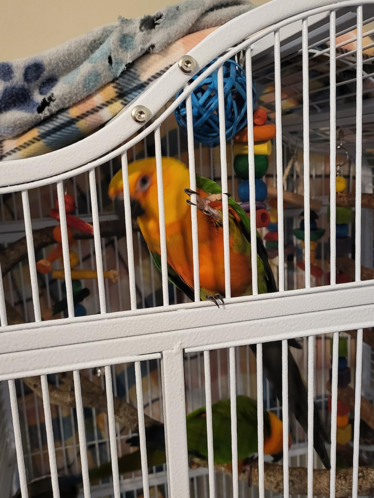 Extra Large Wrought Iron Open/Close Play Top Bird Parrot Cage, Include Metal Seed Guard Solid Metal Feeder Nest Doors Overall Dimensions: 35.25