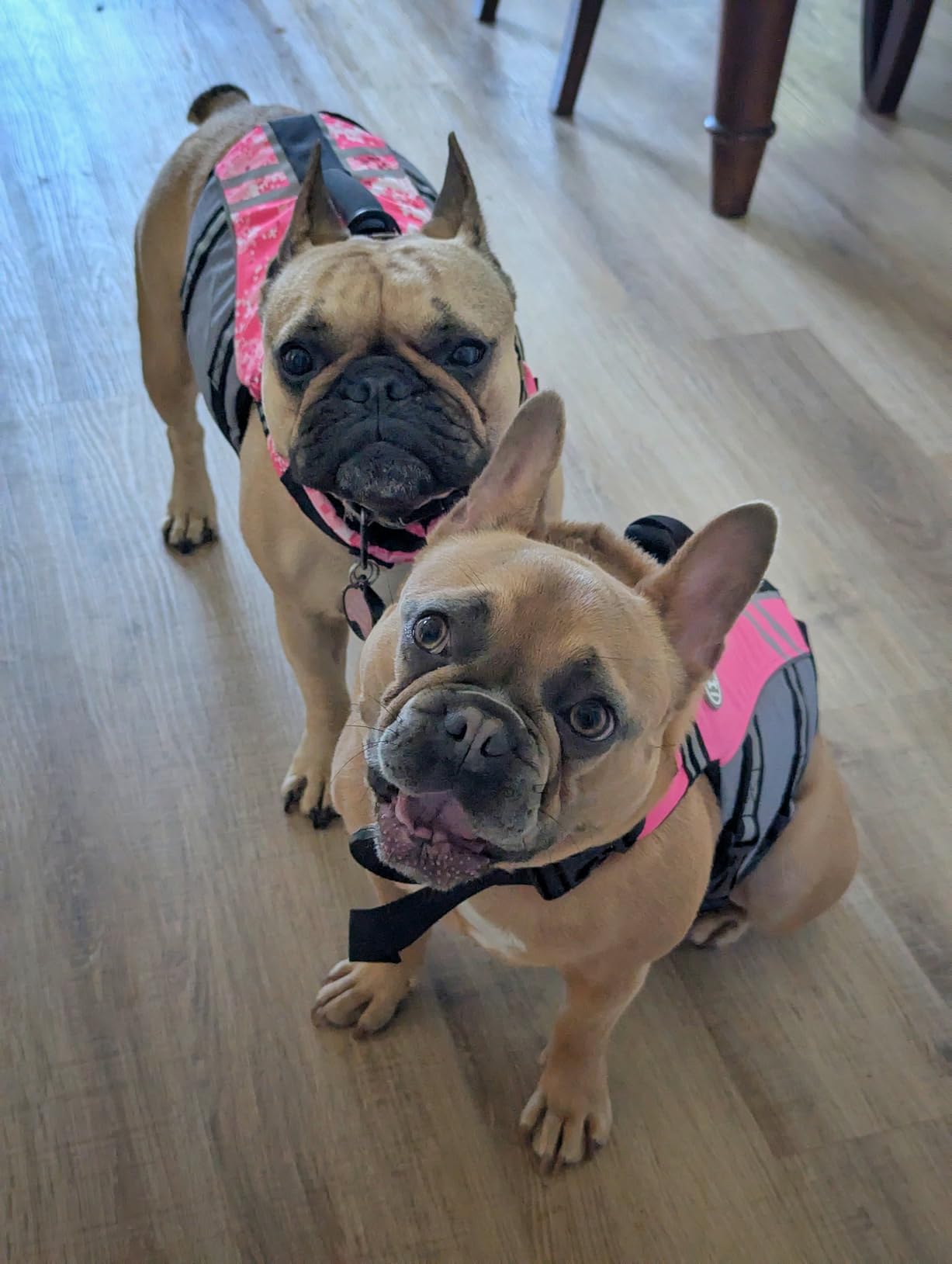 VIVAGLORY Dog Life Vest Sports Style Dog Swim Vest, L, Pink customer photo 2