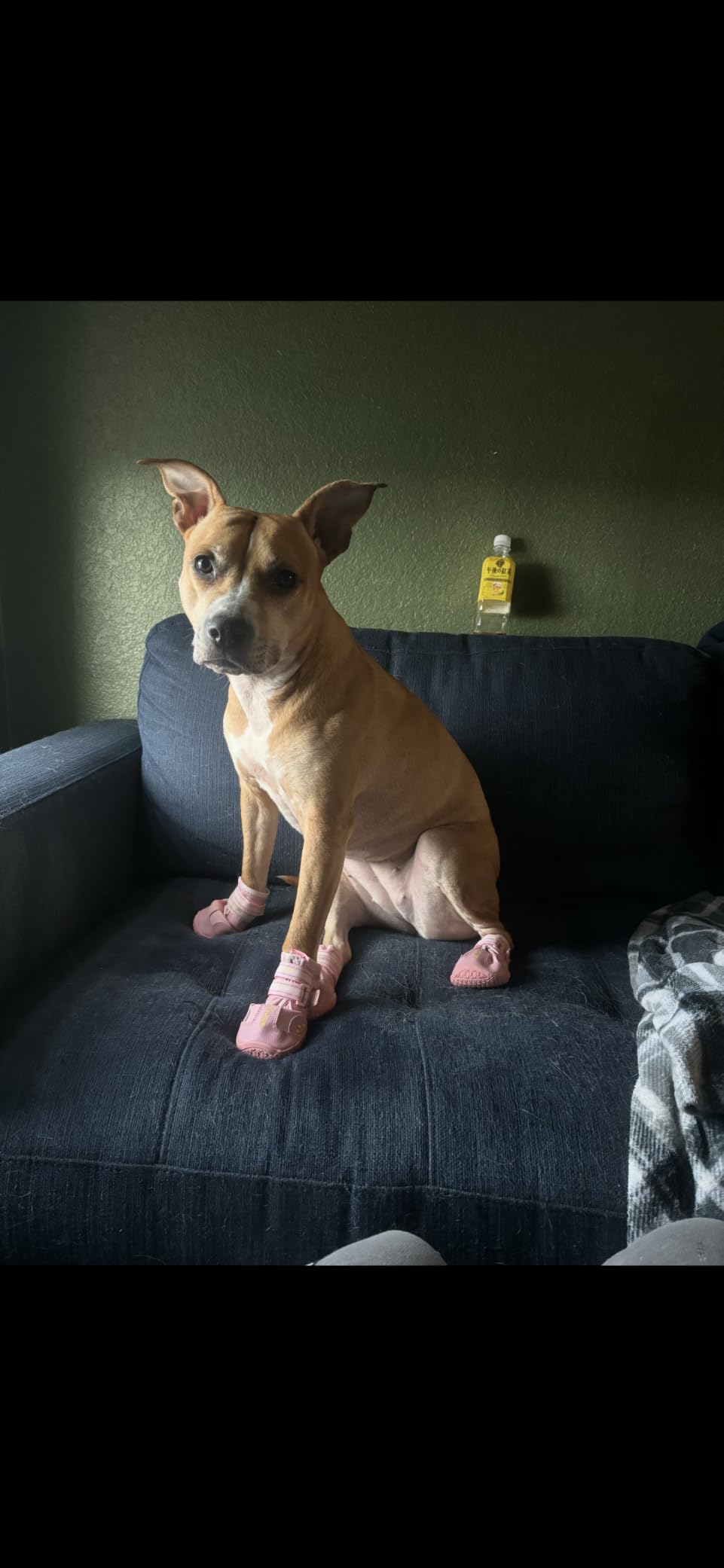 QUMY Dog Shoes for Hot Pavement, Dog Snow Boots & Paw Protectors for Winter customer photo 1