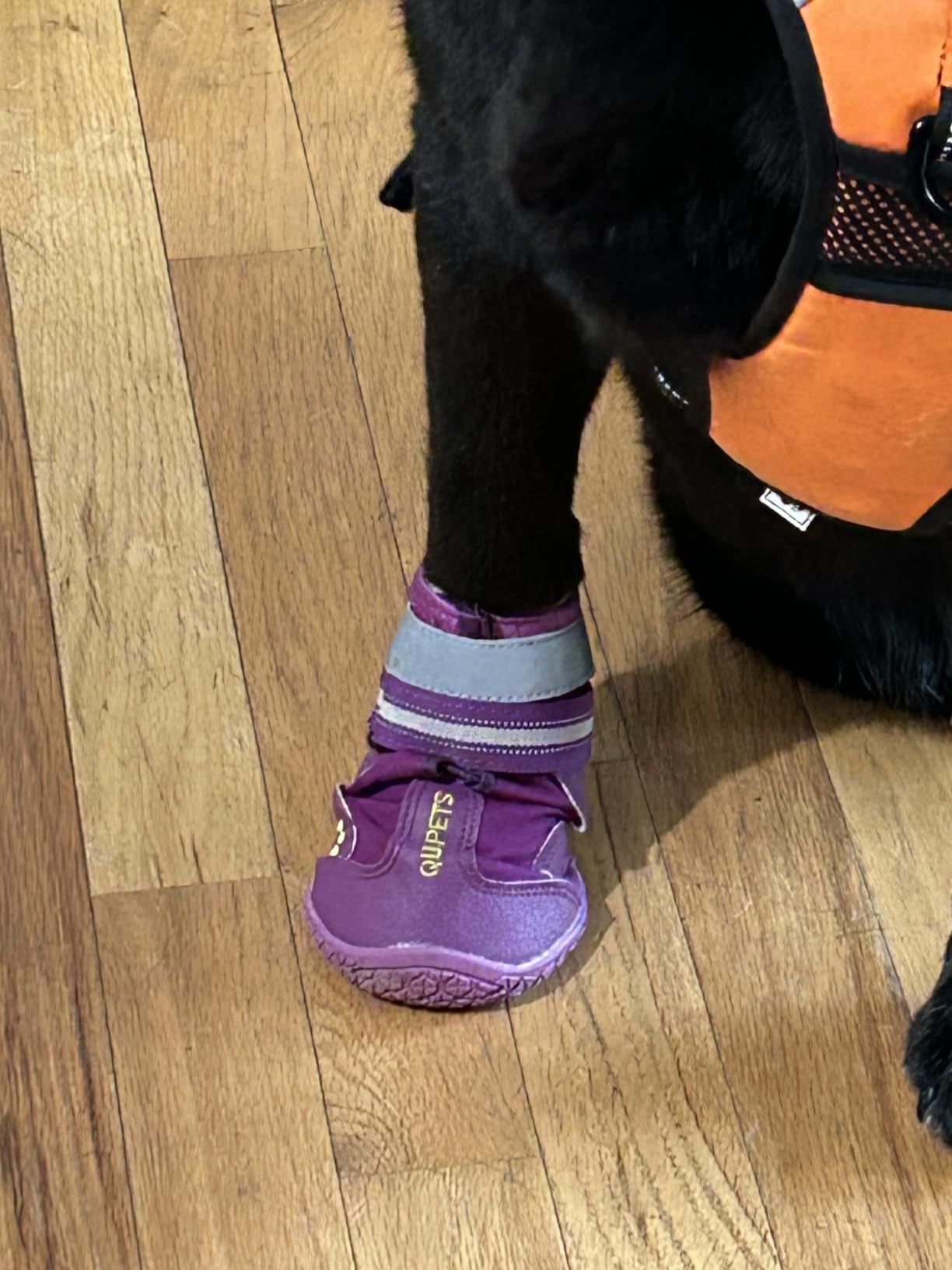 QUMY Dog Shoes for Hot Pavement, Dog Snow Boots & Paw Protectors for Winter customer photo 2
