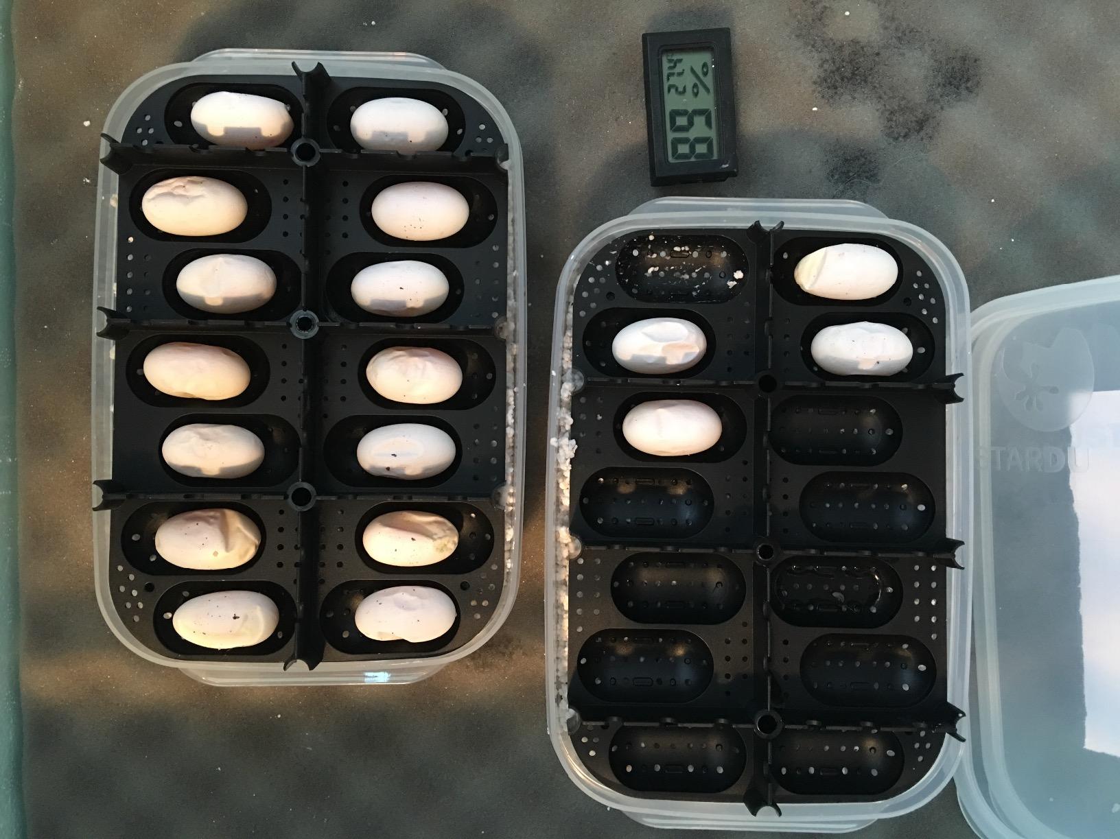 Reptile Breeding Box OMEM Reptile Lizard Incubation Box, Hatchery Box, Suitable for Hatching Snake, Lizards, Lions Mane, Reptiles (Transparent) customer photo 1