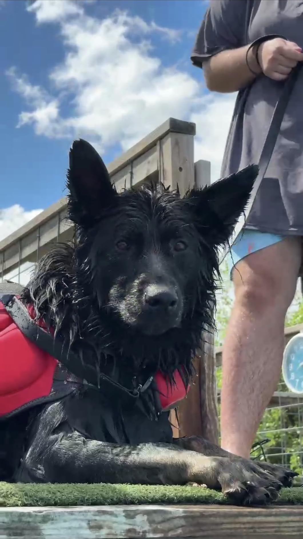 Outward Hound Dawson Swim Dog Life Jacket, Life Vest, Red, Large customer photo 1