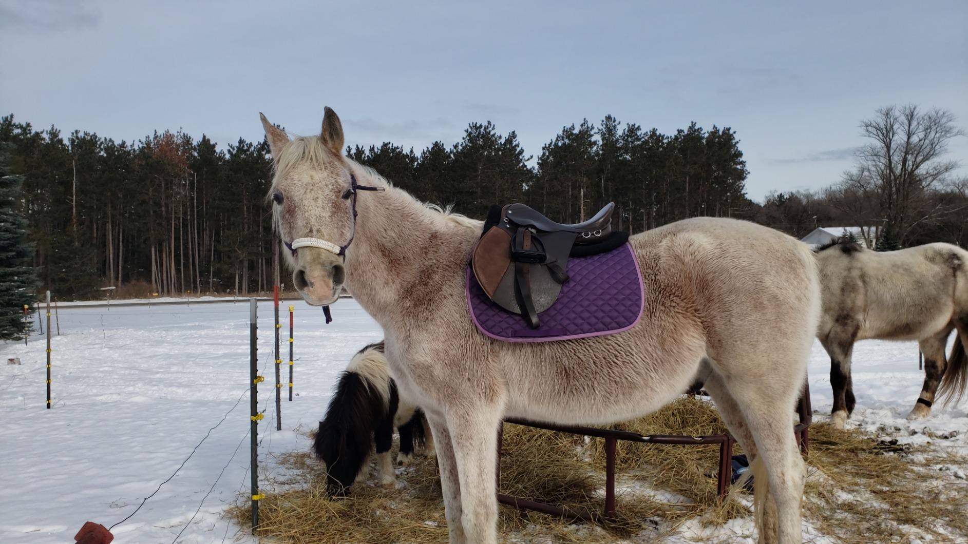 HORZE Fur Half Pad for Horses & Pony, Corrective Fleece English Saddle Pad customer photo 1