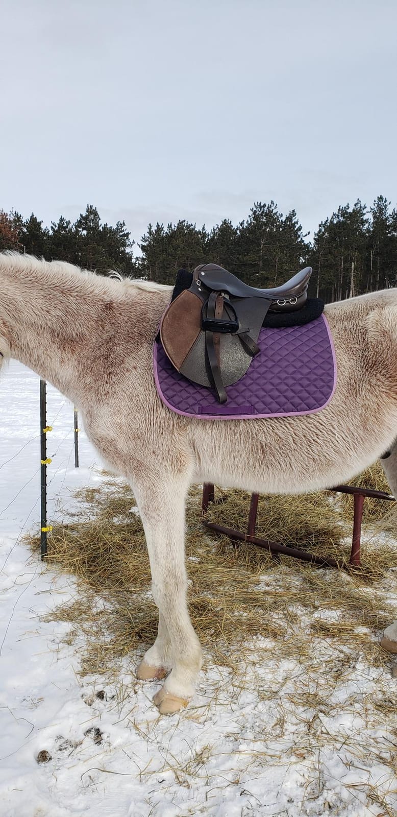 HORZE Fur Half Pad for Horses & Pony, Corrective Fleece English Saddle Pad customer photo 2
