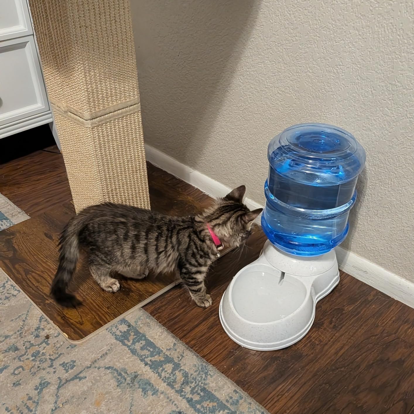 Amazon Basics Gravity Pet Water Dispenser for Cat and Dog, Easy to Clean, 135.3fl.oz Capacity, Small customer photo 1